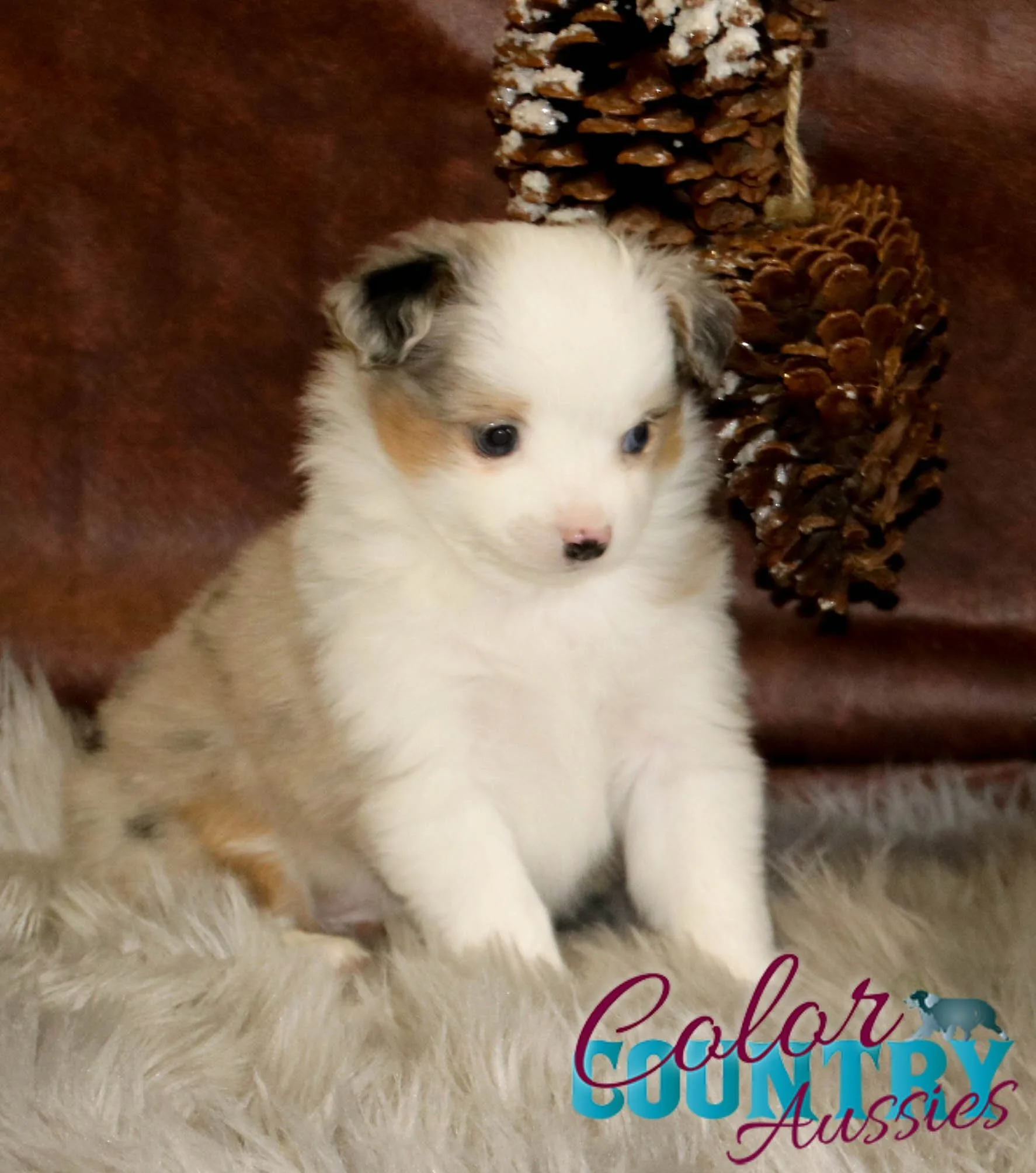 Ann X Roman Tiny Toy Blue Merle Female Color Country Aussies