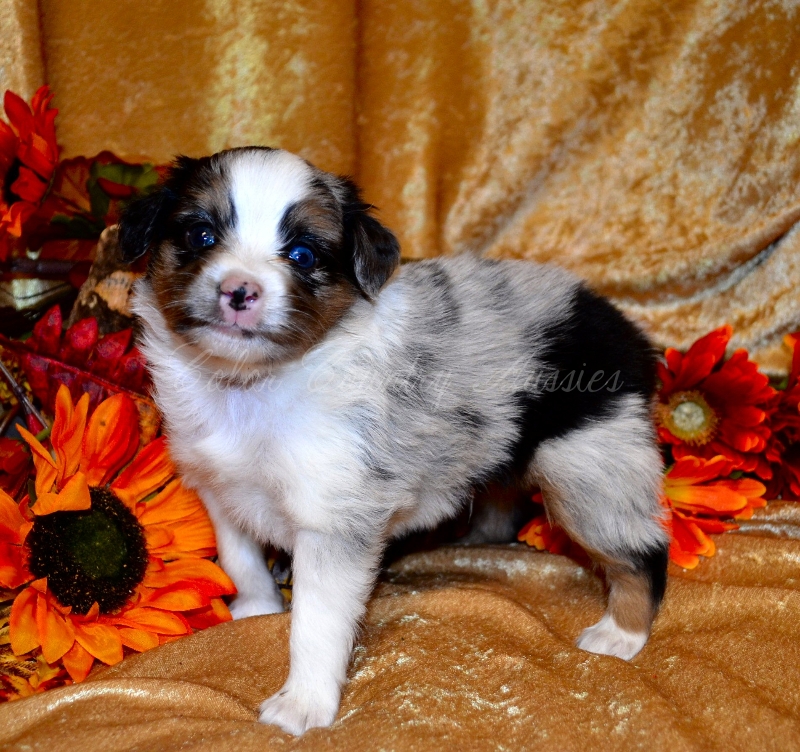 Color Country Aussies Breeders of Miniature and Toy Australian Shepherds