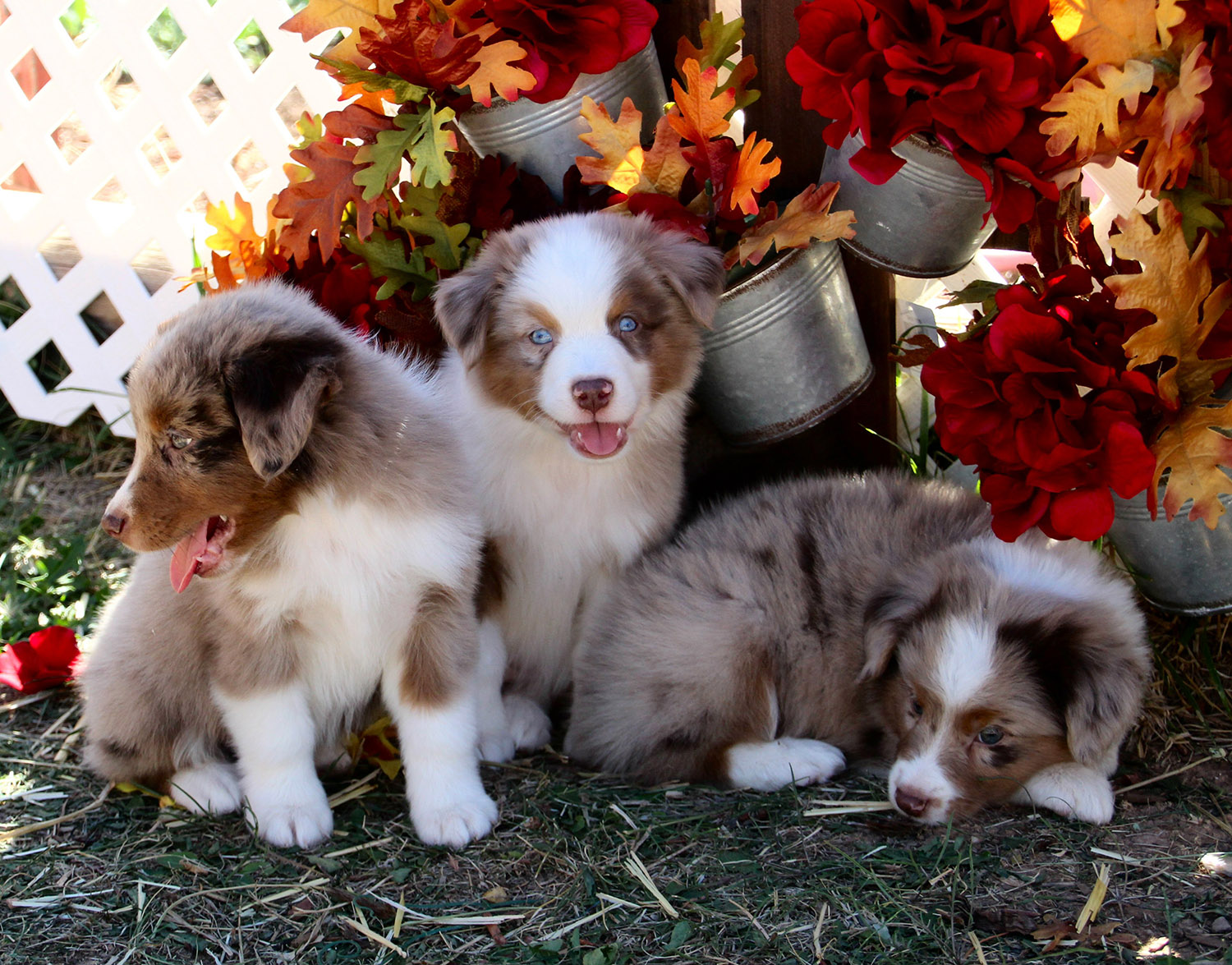 Color Country Aussies - Mini and Toy Australian Shepherds