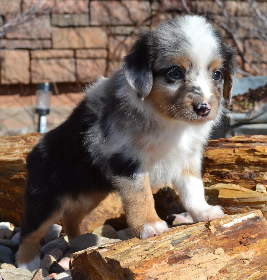 Color Country Aussies Miniature and Toy Australian Shepherds
