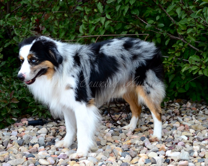 Color Country Aussies Breeders of Miniature and Toy Australian Shepherds