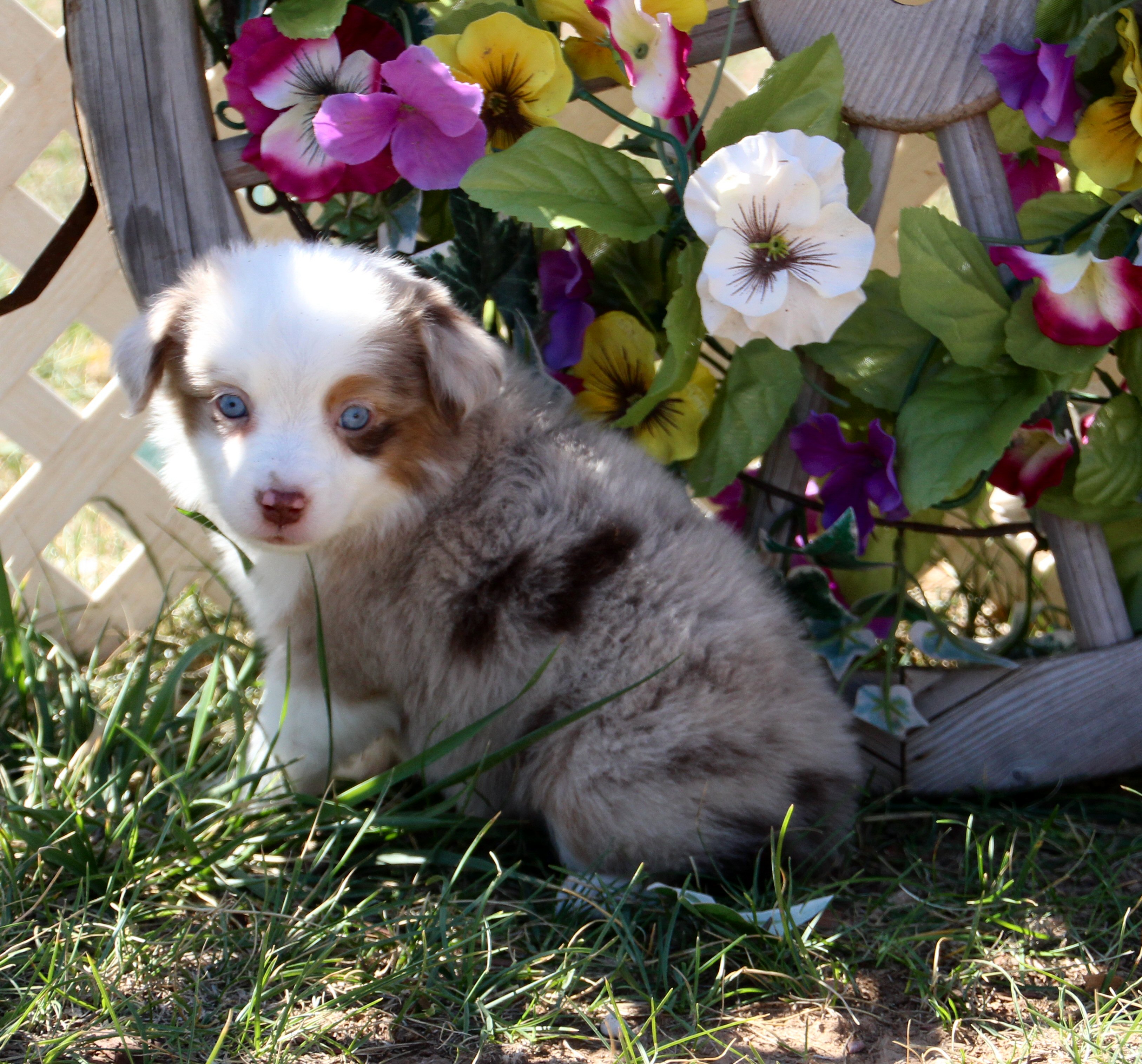 Color Country Aussies -- Breeders of Miniature and Toy Australian Shepherds