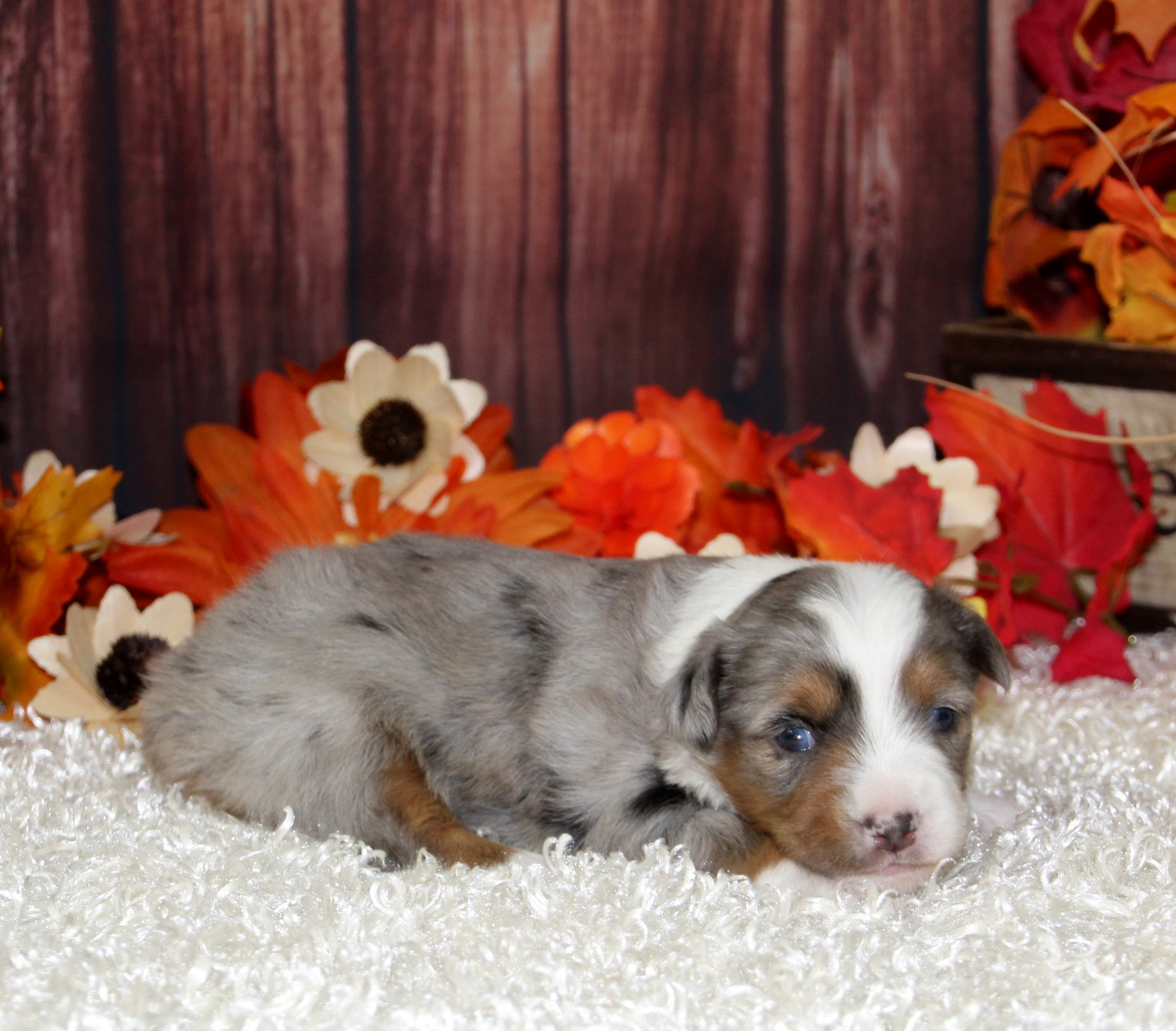 Color Country Aussies -- Breeders of Miniature and Toy Australian Shepherd