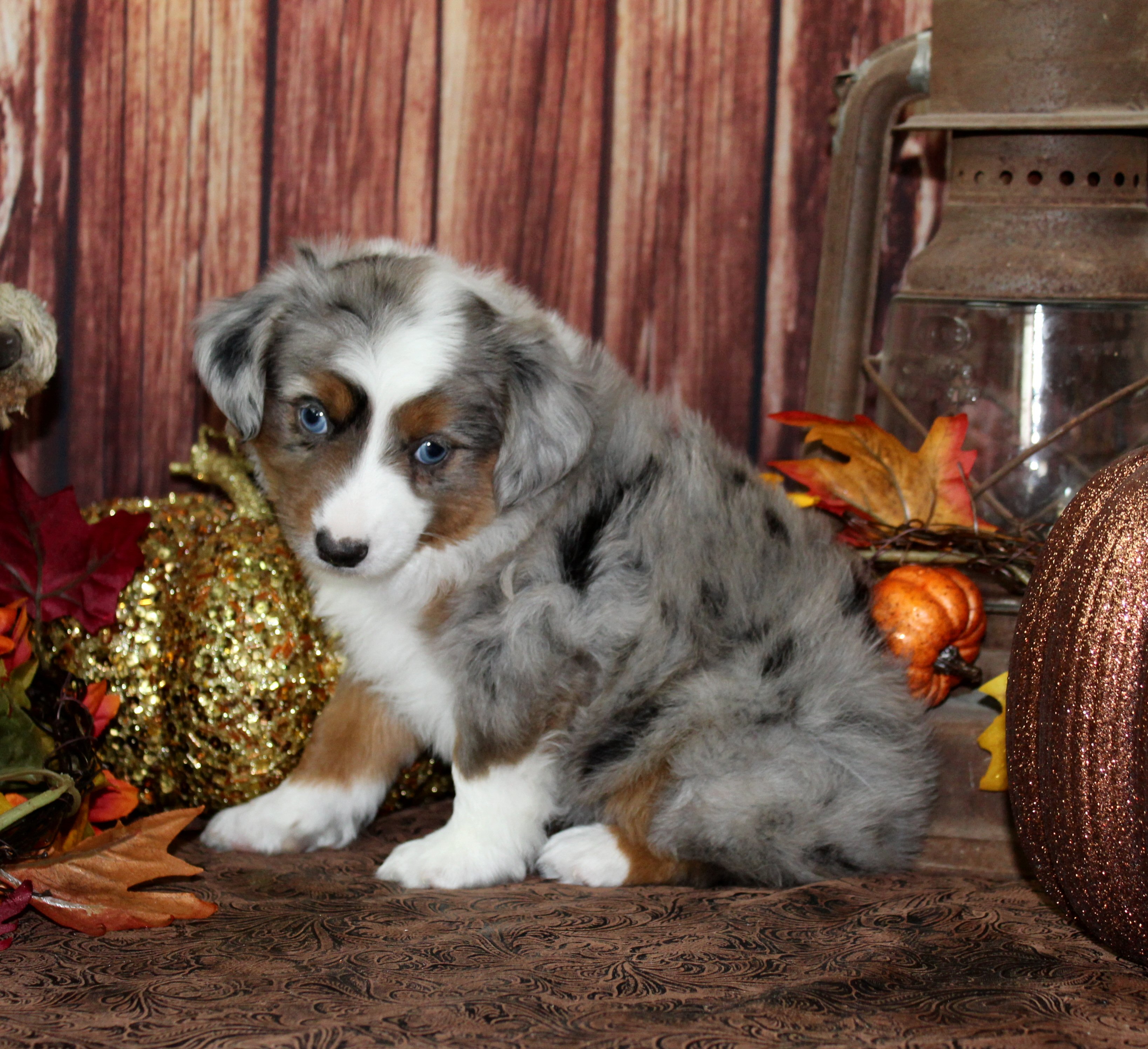 Color Country Aussies -- Breeders of Miniature and Toy Australian Shepherd