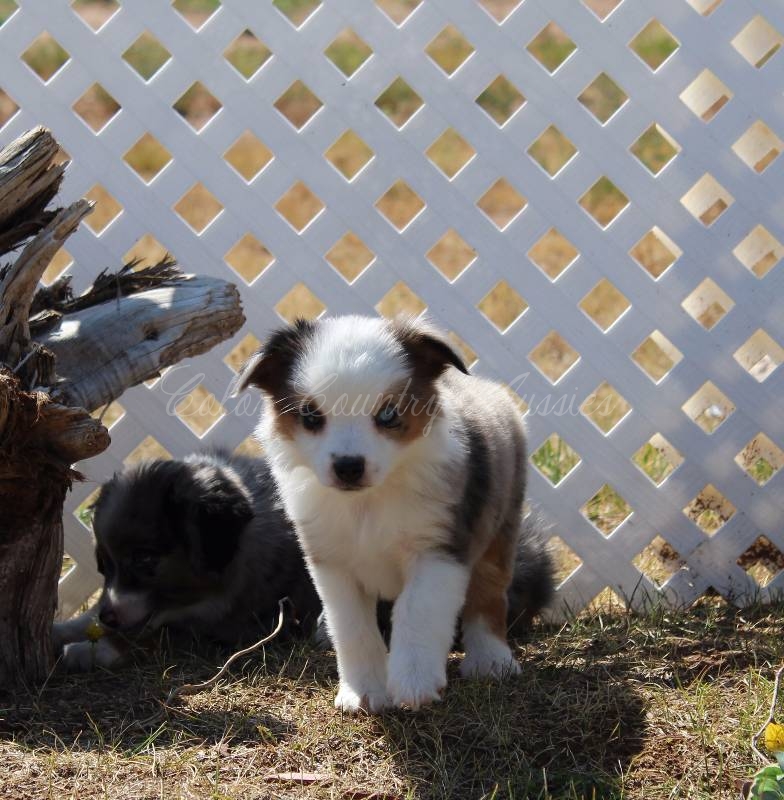 Color Country Aussies -- Breeders of Miniature and Toy Australian Shepherds