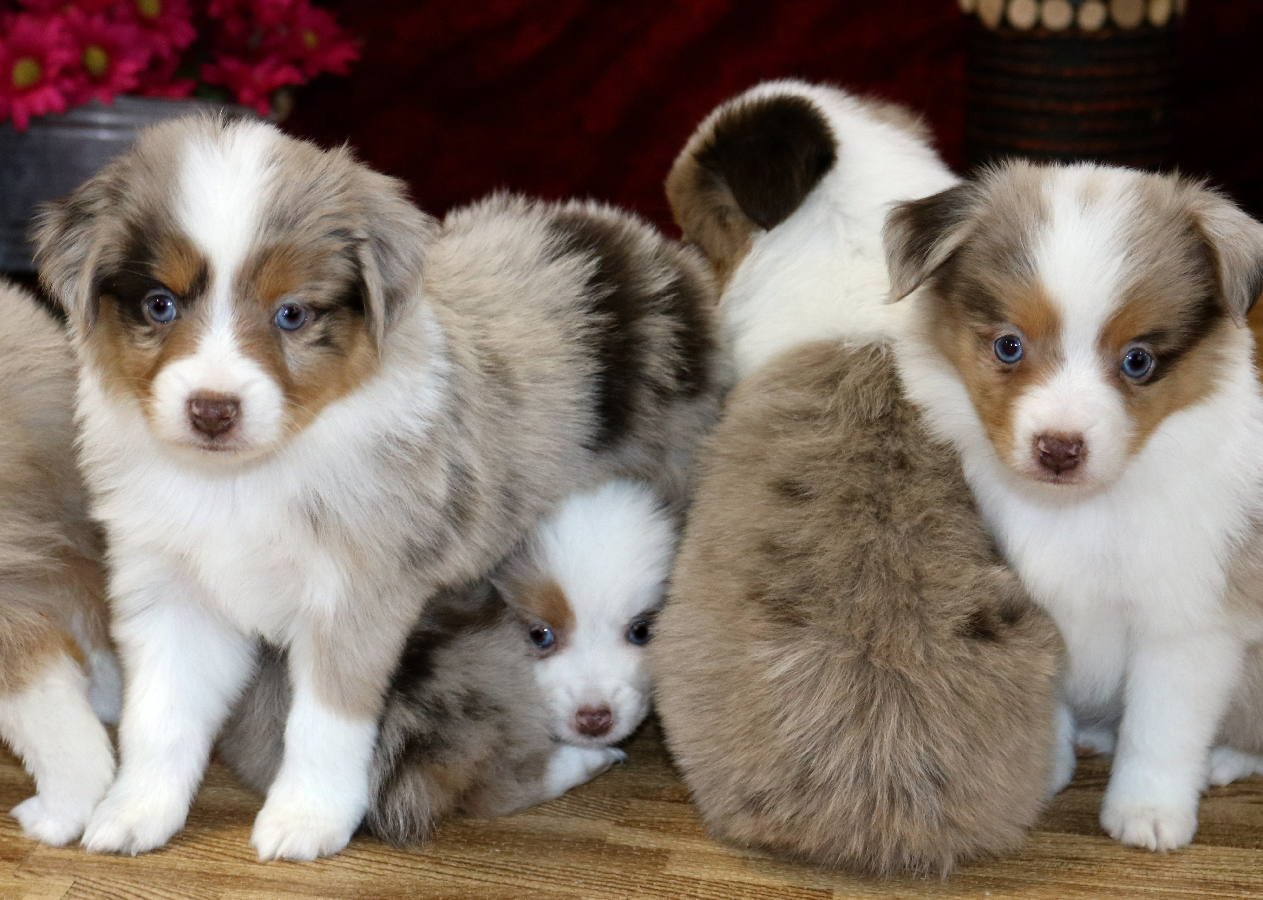 Tryke’s Red Merle Female 1 | Color Country Aussies