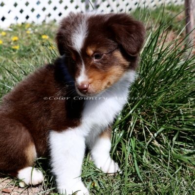 Mini Pups | Color Country Aussies