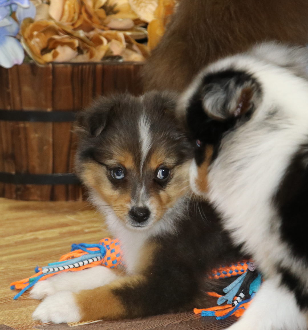 Black Gold Dilute Merle Color Country Aussies