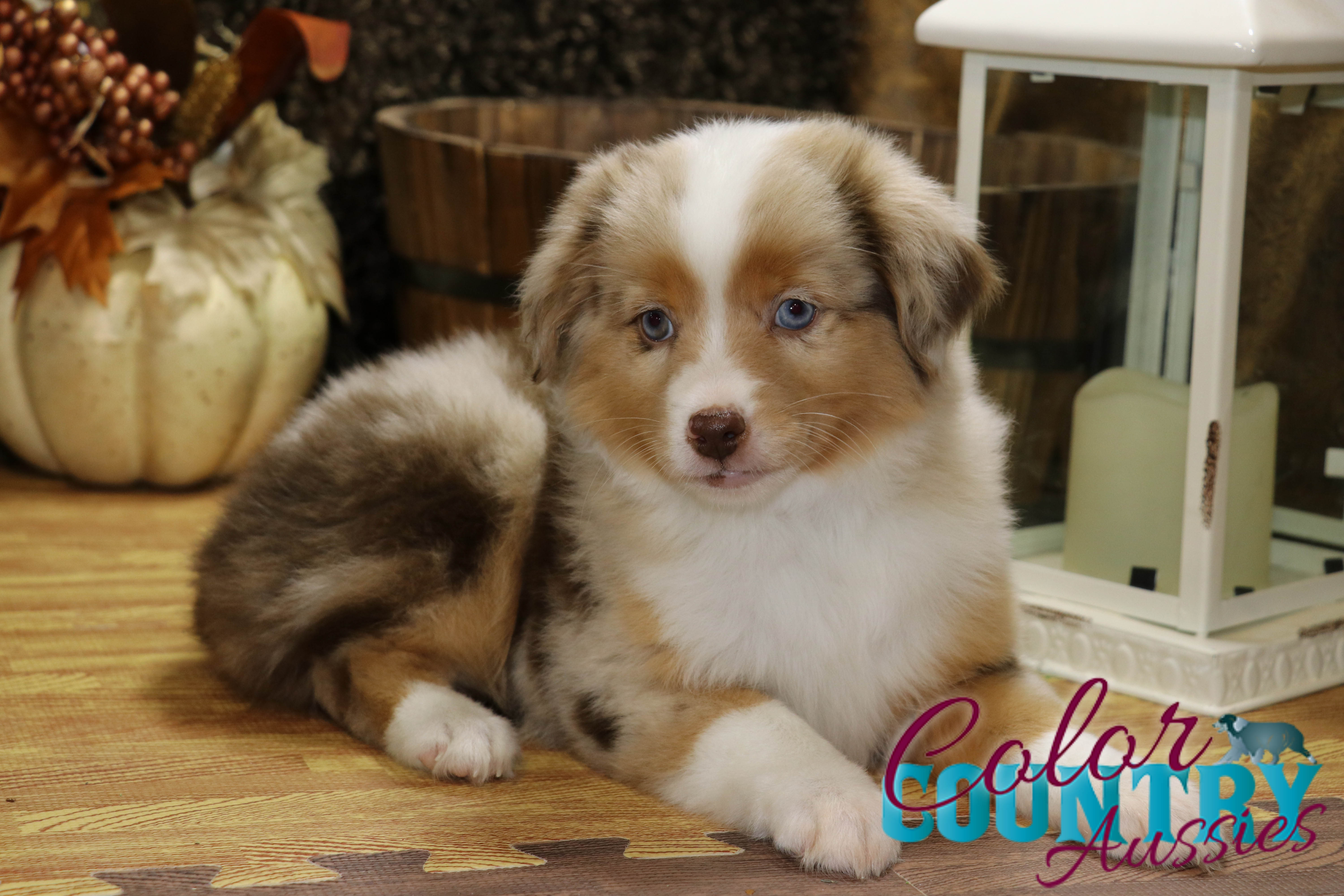 toy aussies for sale near me