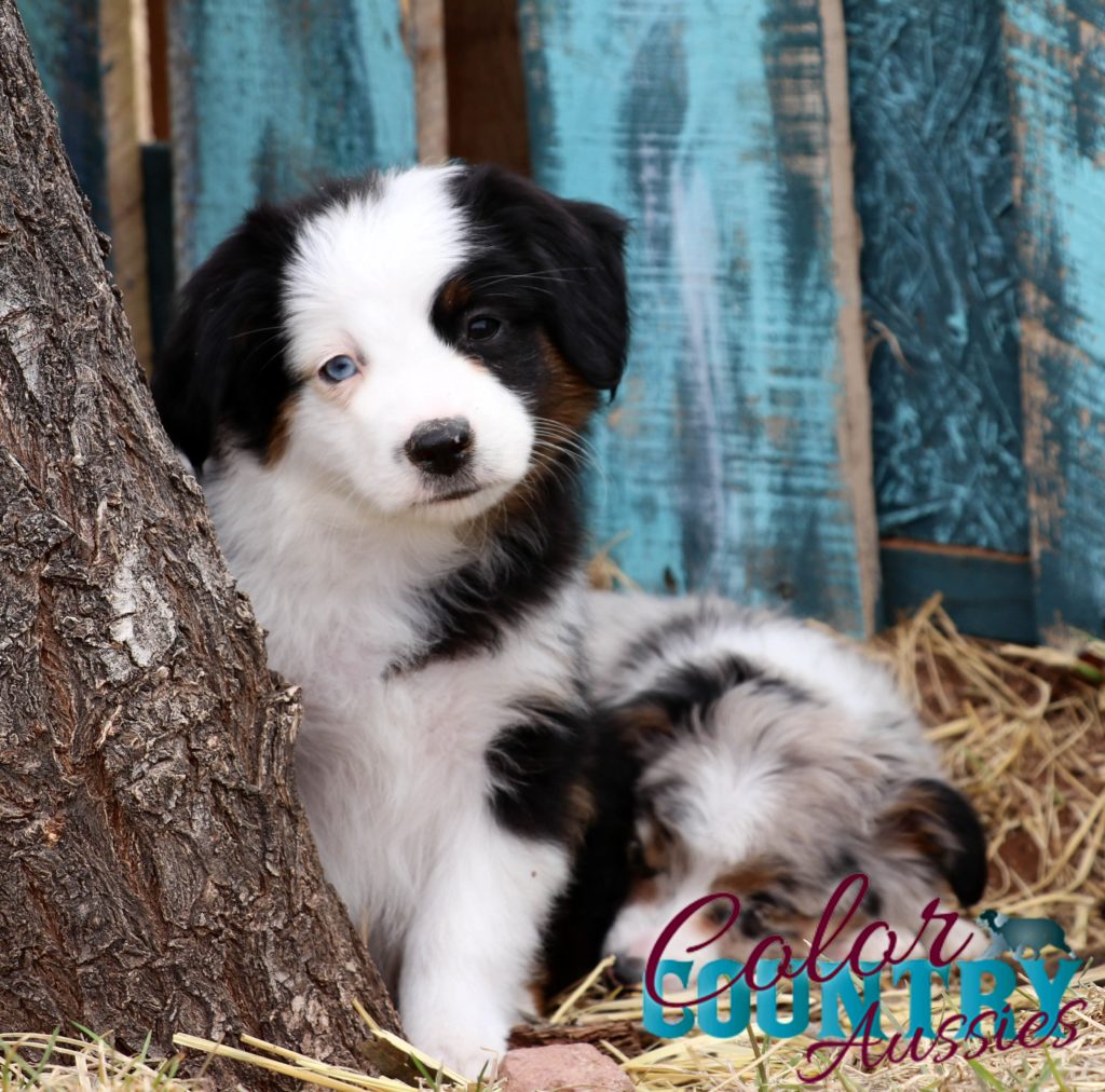 Sweet Addiction Blue Eyed Tri Male Mismark | Color Country Aussies