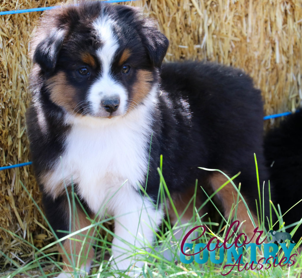 Midnight’s Black Tri Male 1 | Color Country Aussies