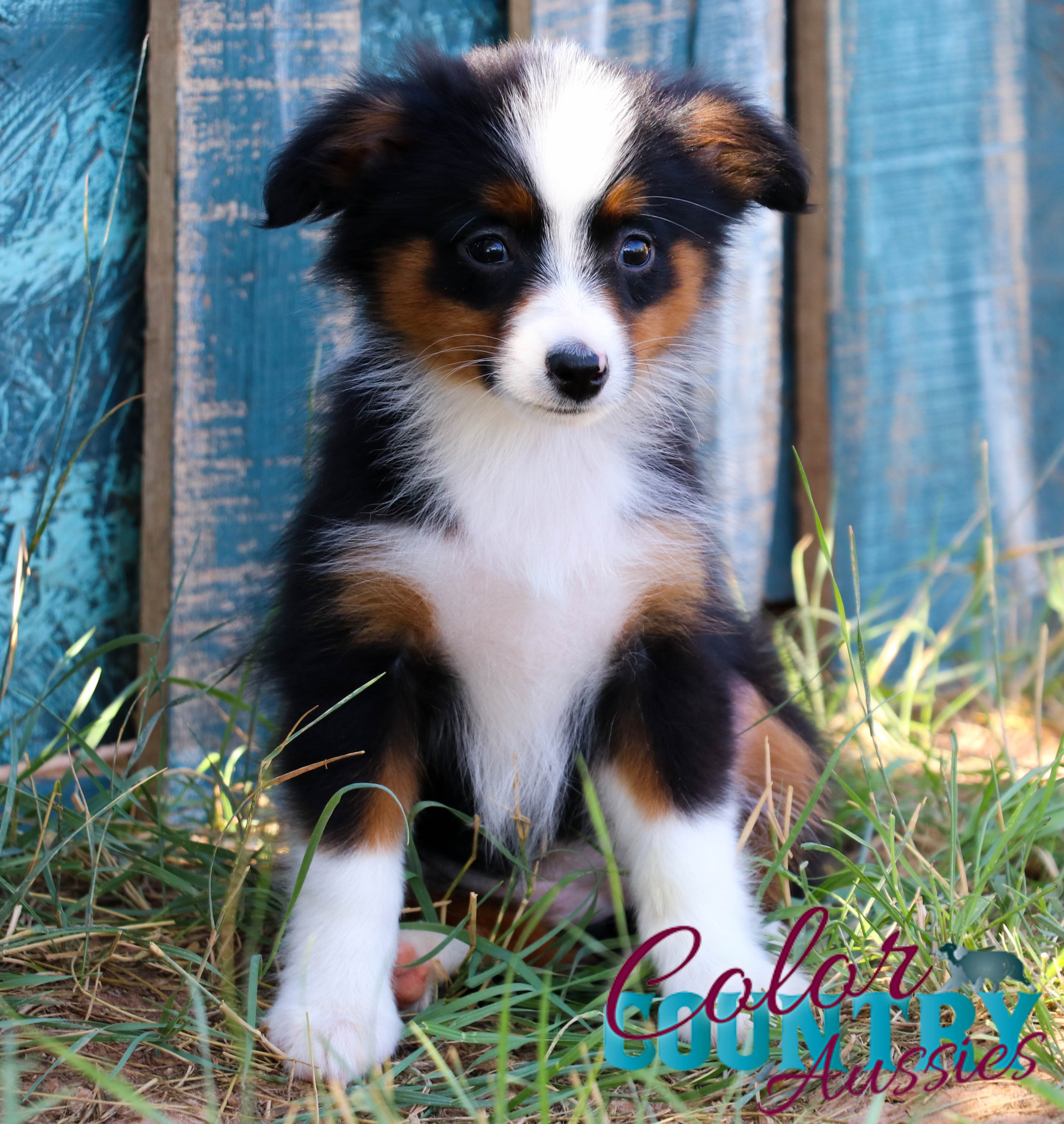 log Sequel knude Just My Luck's Black Tri Female | Color Country Aussies