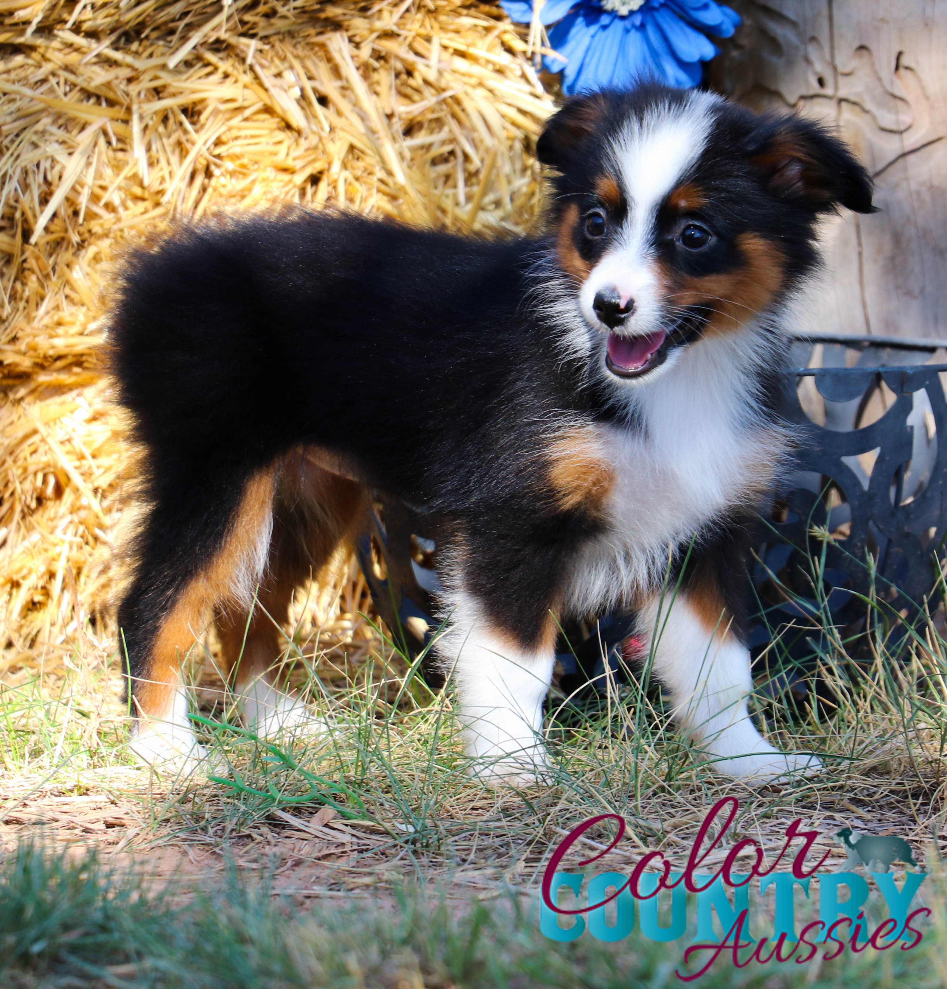 Just My Luck's Tri Female | Color Country Aussies