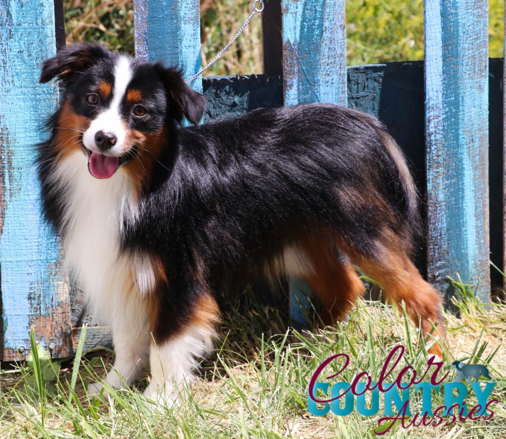 Just My Luck’s Black Tri Male 2 Color Country Aussies