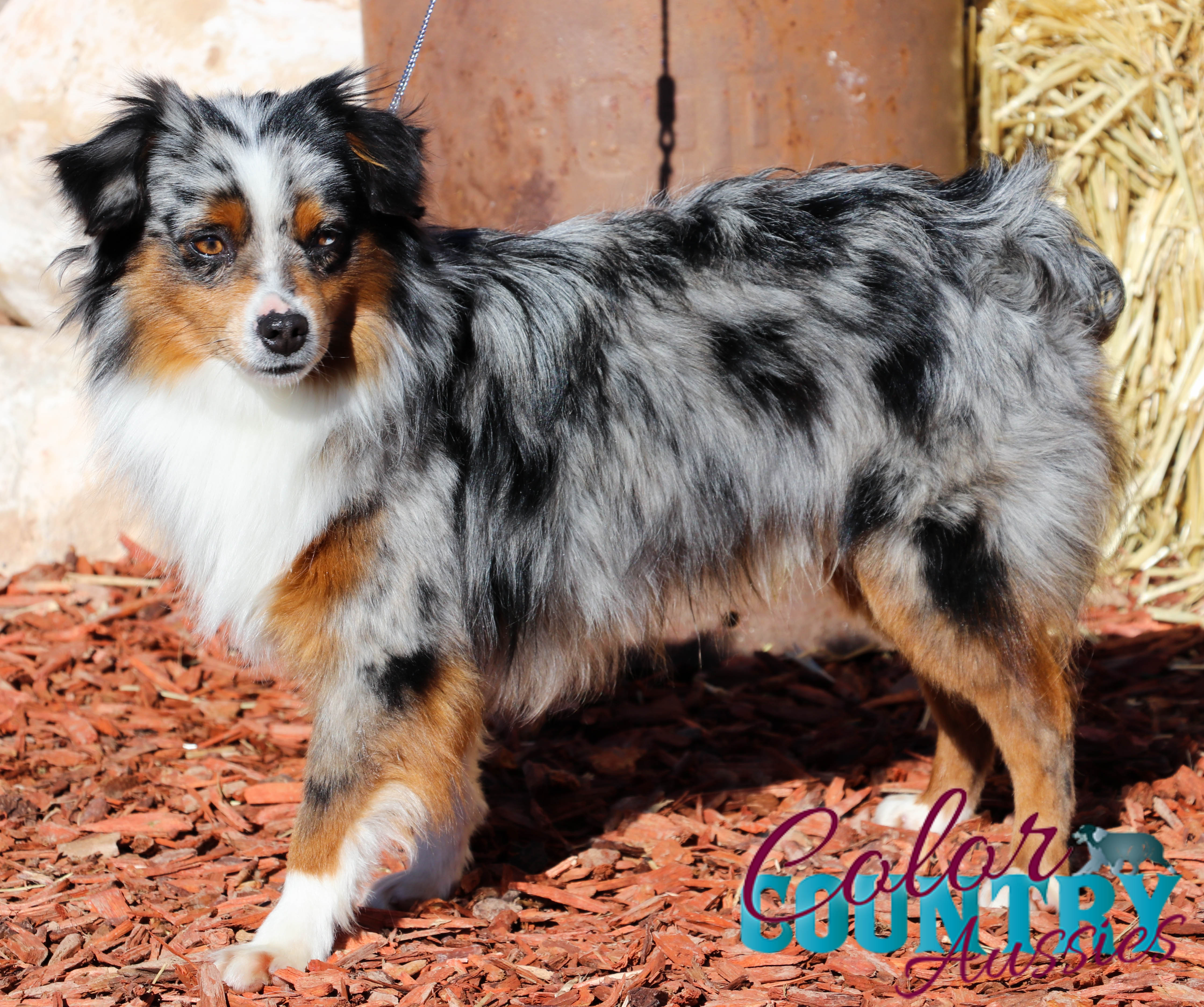 CH Color Country’s Senor Color Country Aussies