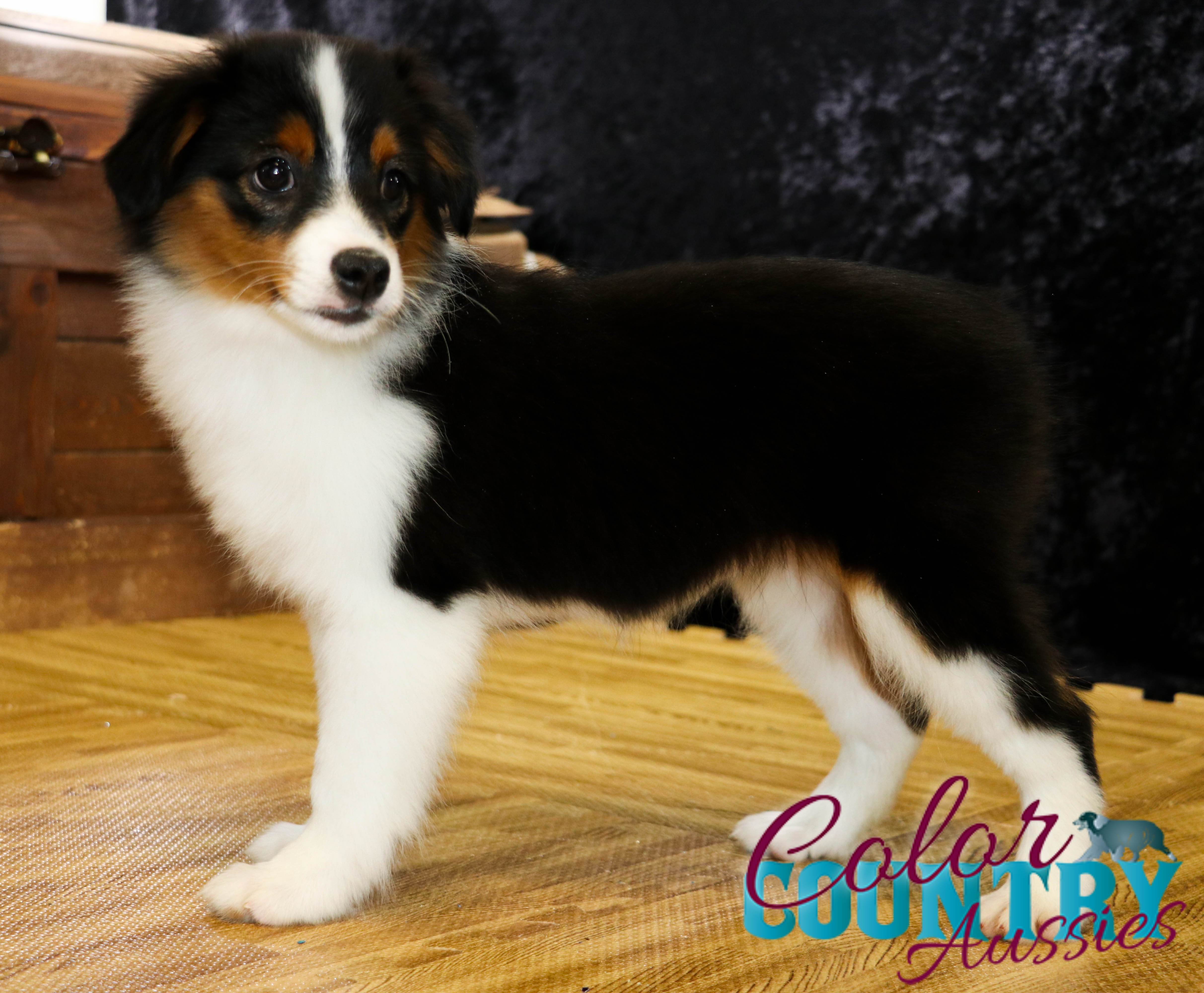 black tri mini aussie