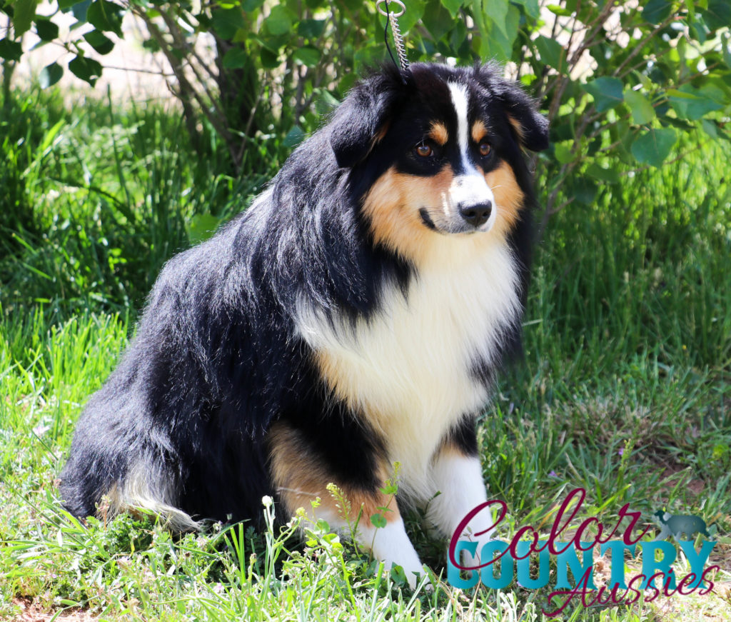 Bliss Black Tri Male 1 (Mini) Color Country Aussies