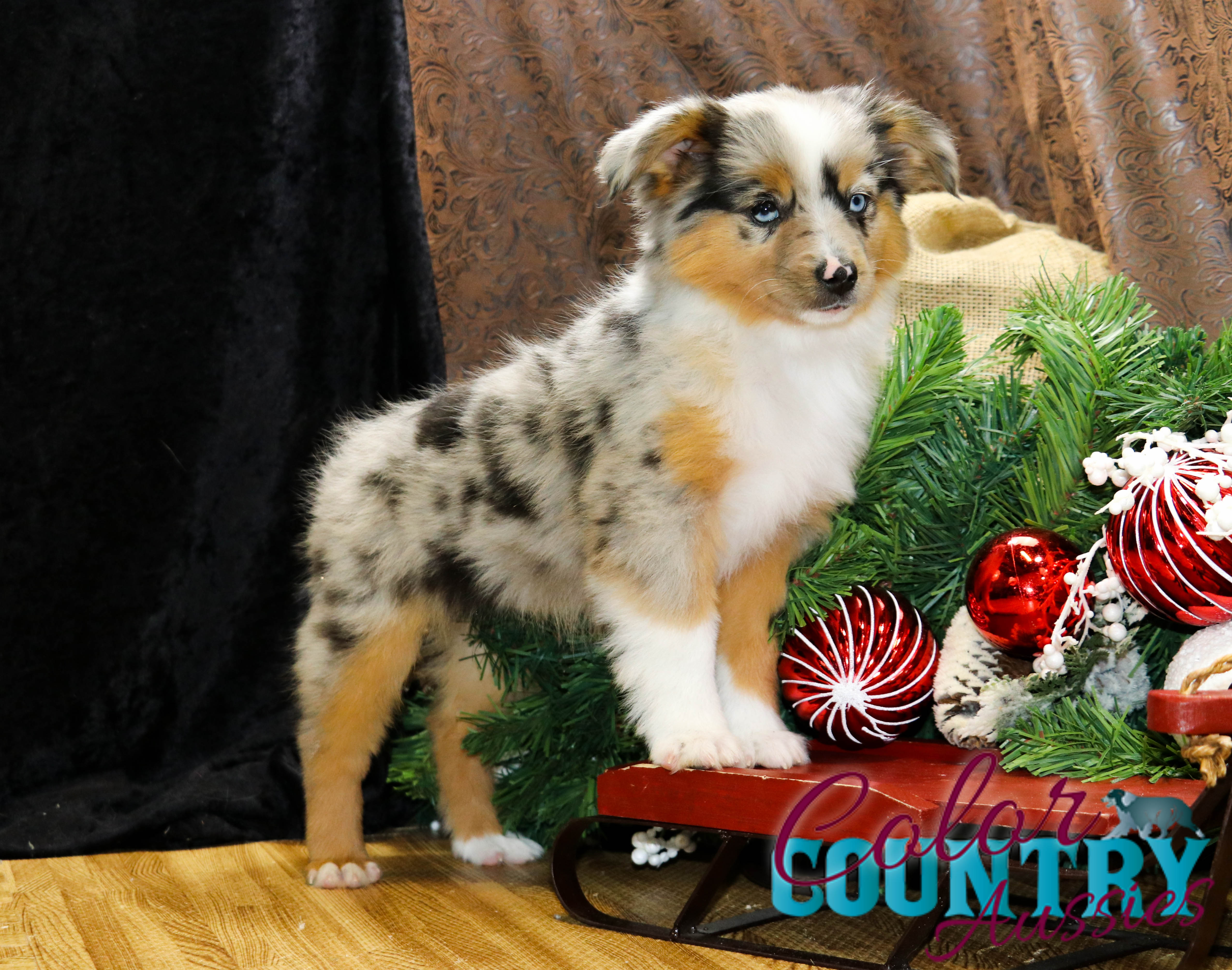 blue merle aussie mini