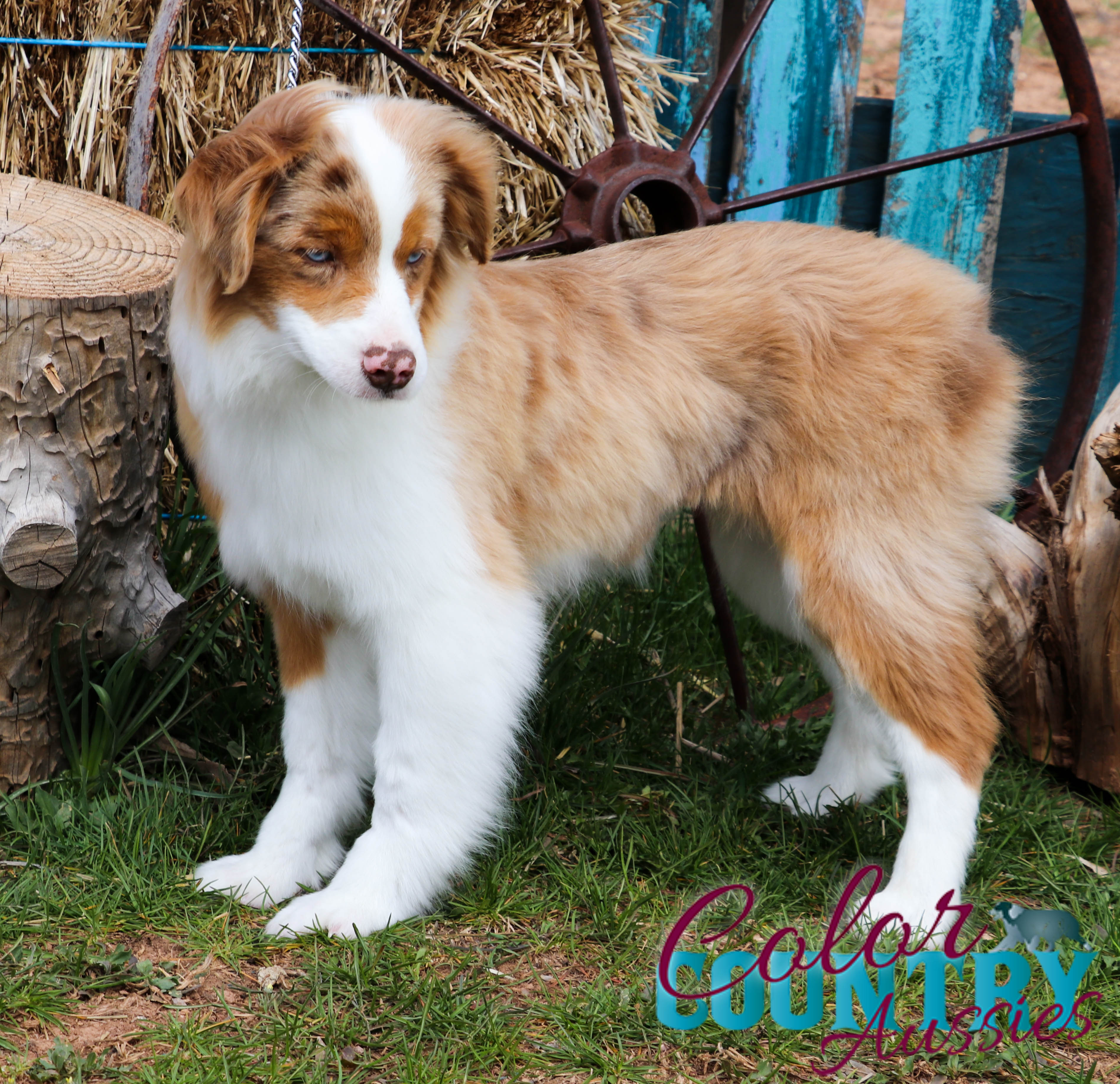 Storm’s Red Merle Female 2 | Color Country Aussies