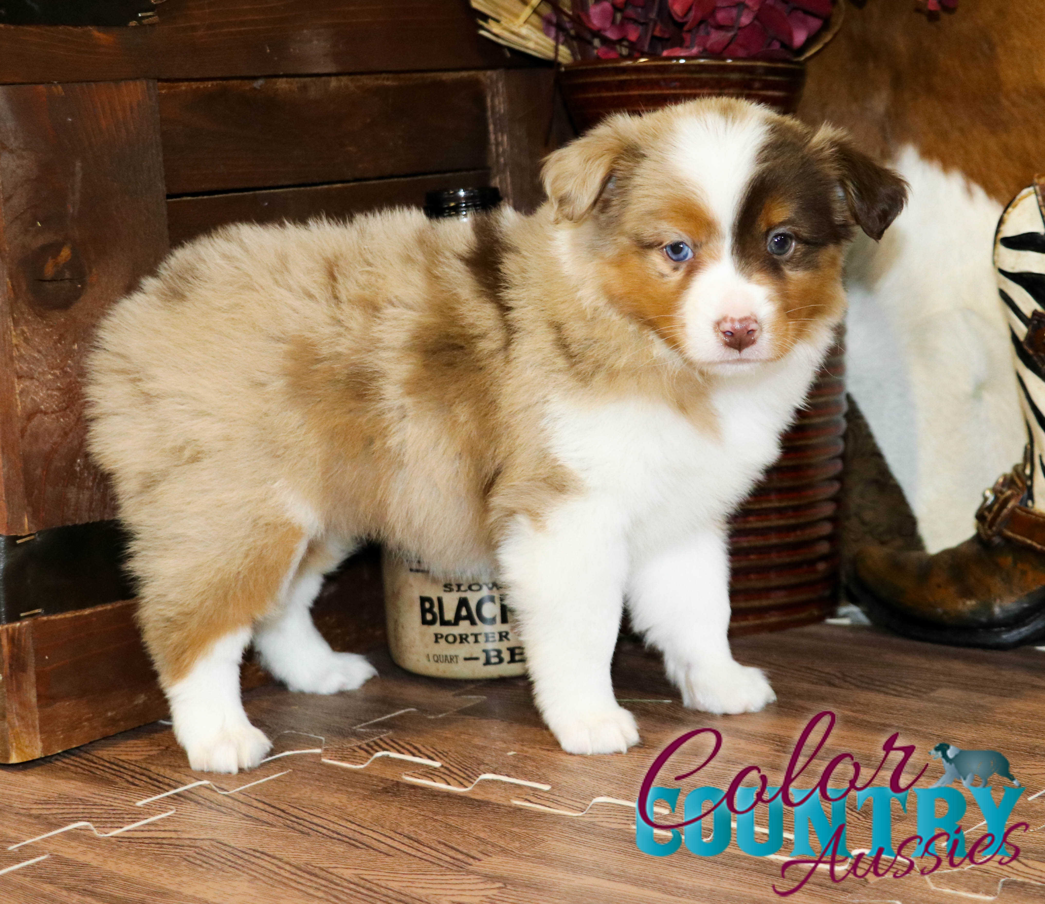 Storm's Merle Female 1 | Color Country Aussies