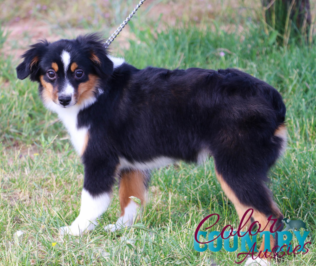 Casey’s Black Tri Toy Male 1 Color Country Aussies