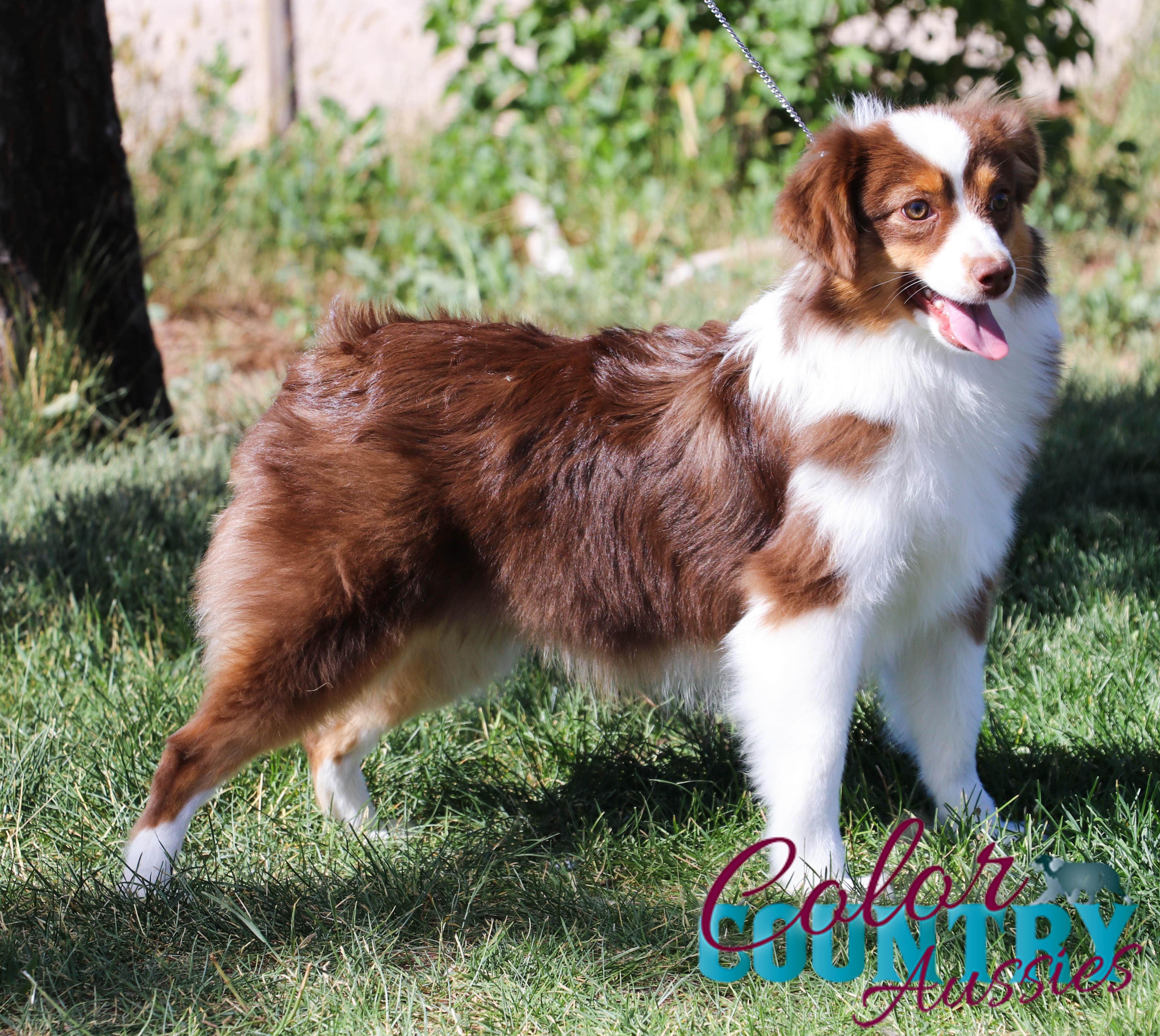 Just My Luck’s Red Tri Male | Color Country Aussies