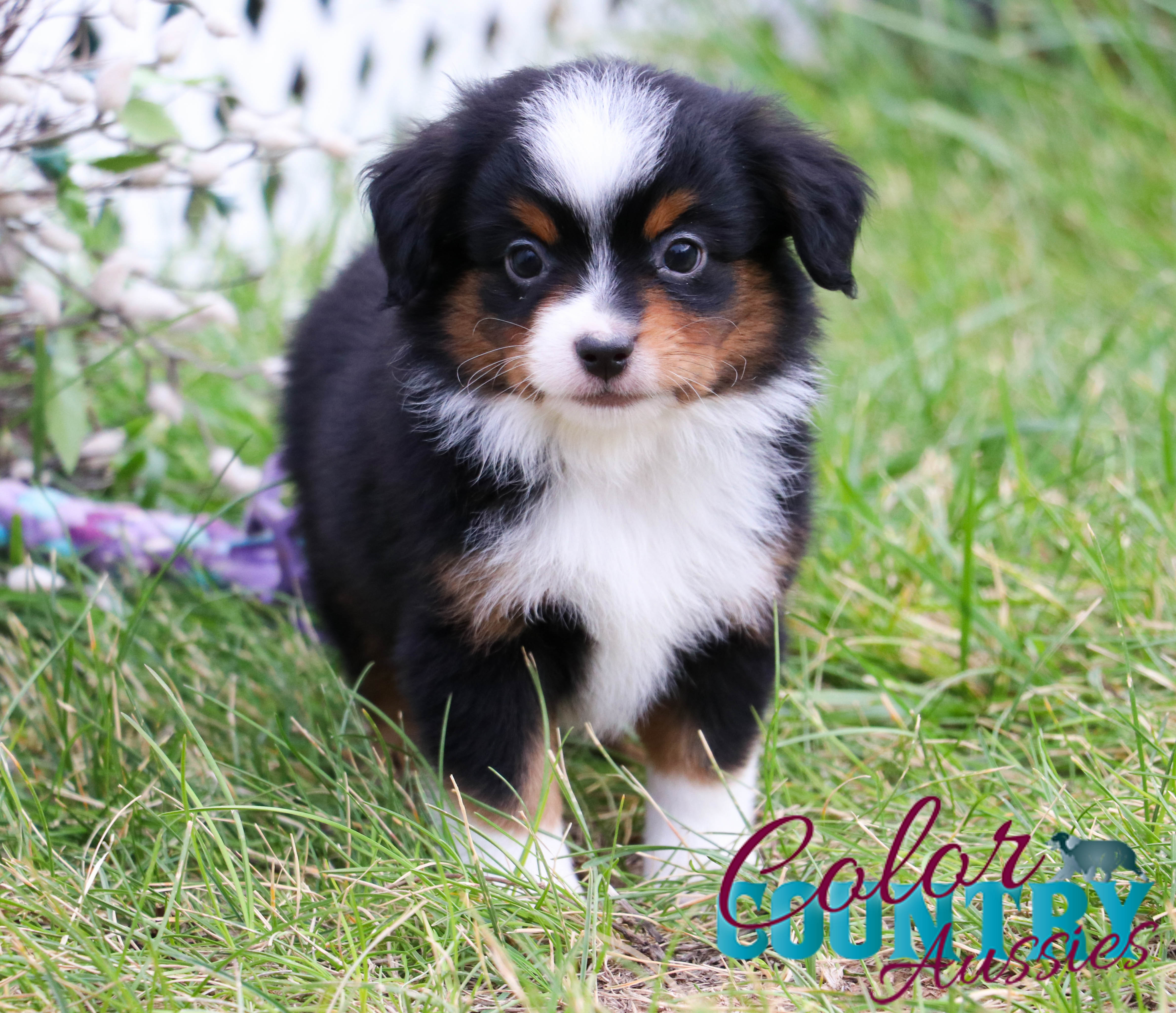 Shepherd Dog Black Tri Color Mini Australian Shepherd Black Tri