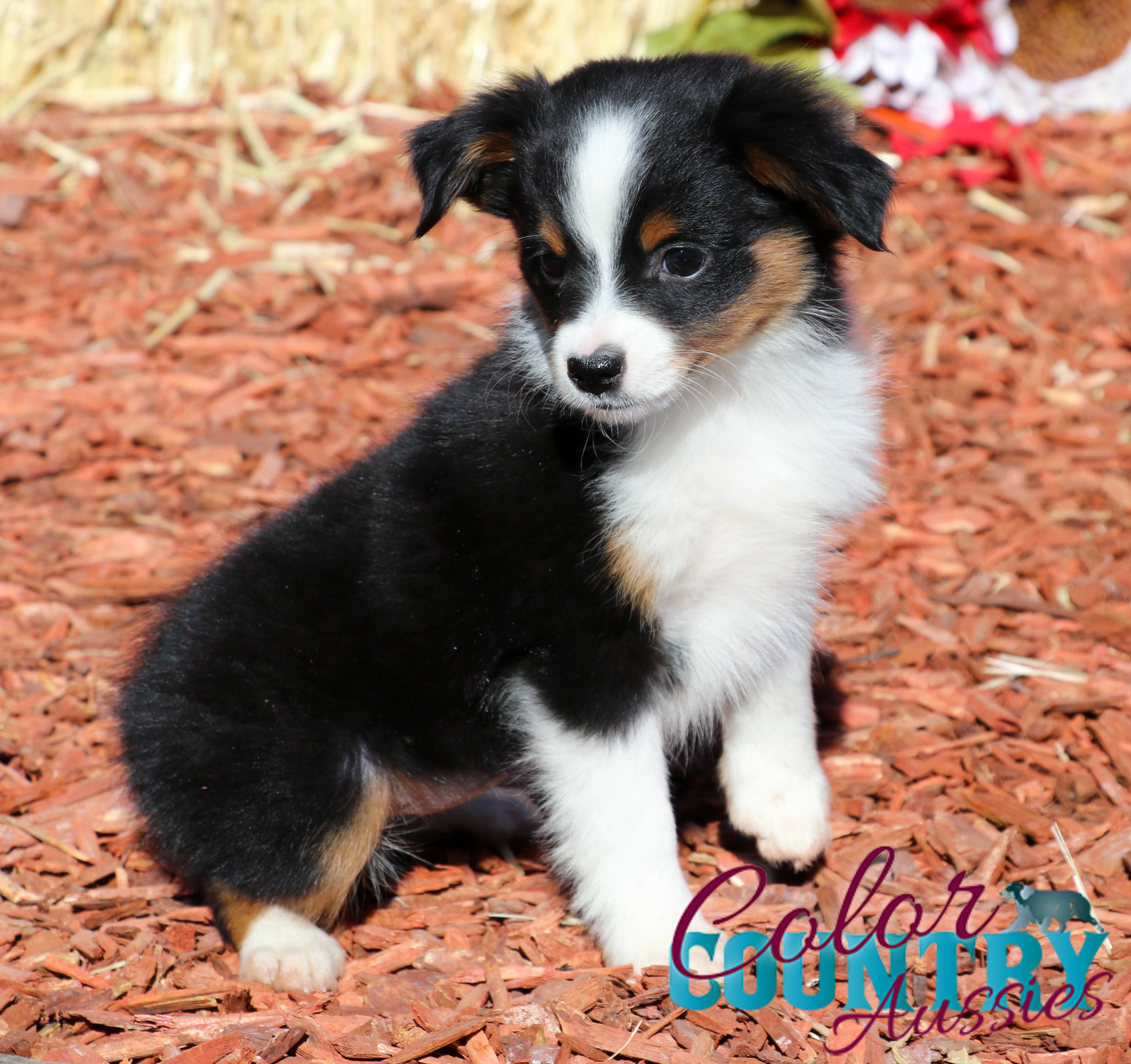 Bliss Black Tri Female Color Country Aussies Bliss Black Tri Female Color Country Aussies