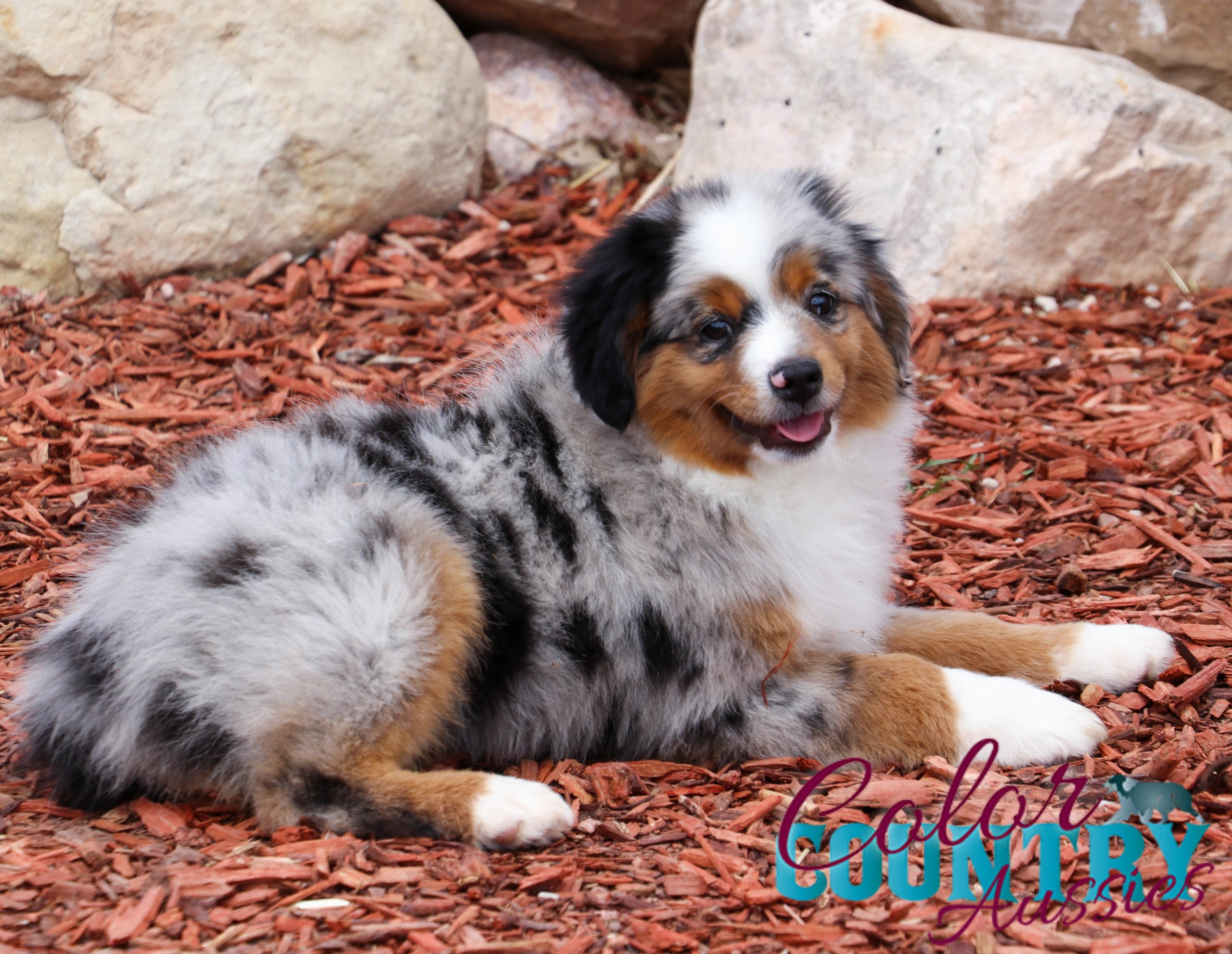 blue merle aussie short hair