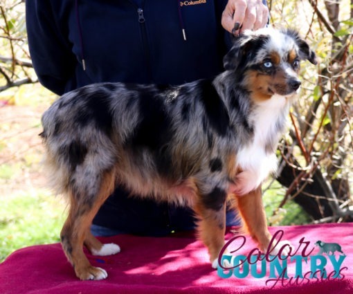 are miniature australian shepherds smart