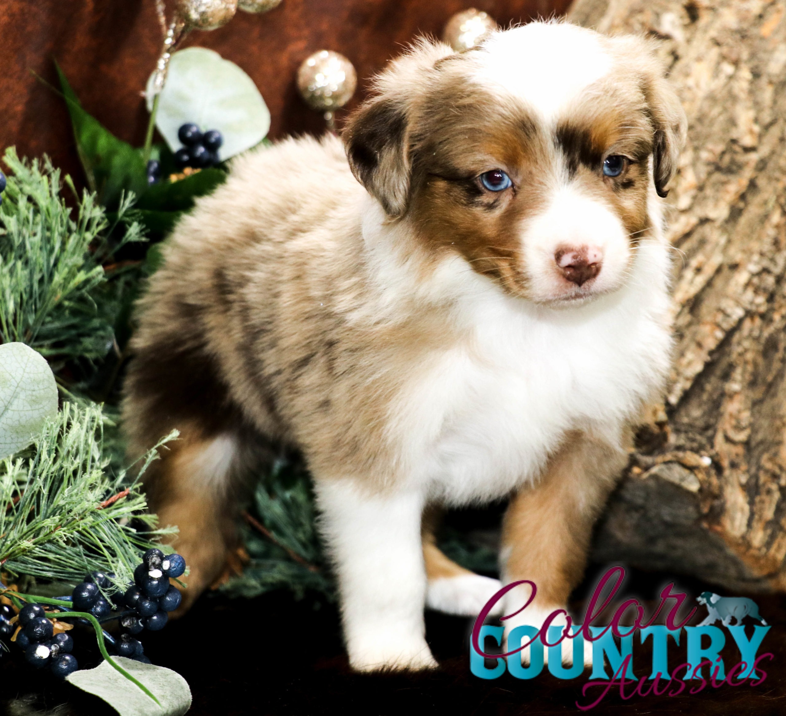 Mini australian shepherd pomeranian best sale