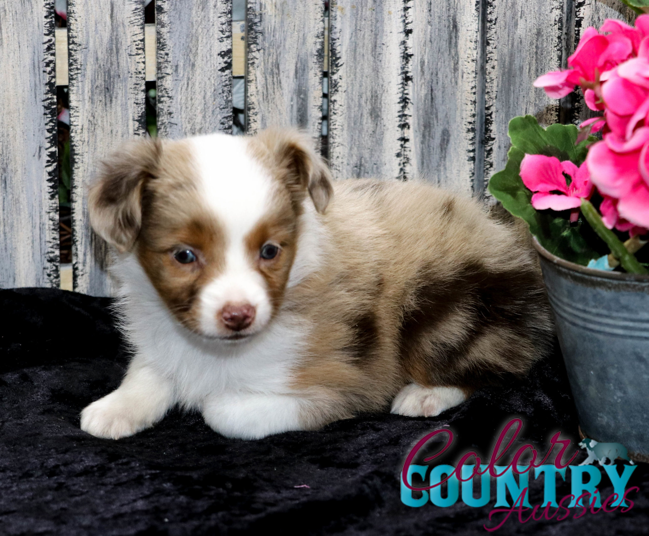 https://colorcountryaussies.com/wp-content/uploads/2021/03/Ferrini-red-merle-toy-aussie-female-Toy-aussie-red-merle-female-for-sale-Color-Country-aussies-toy-aussies-10-scaled.jpg