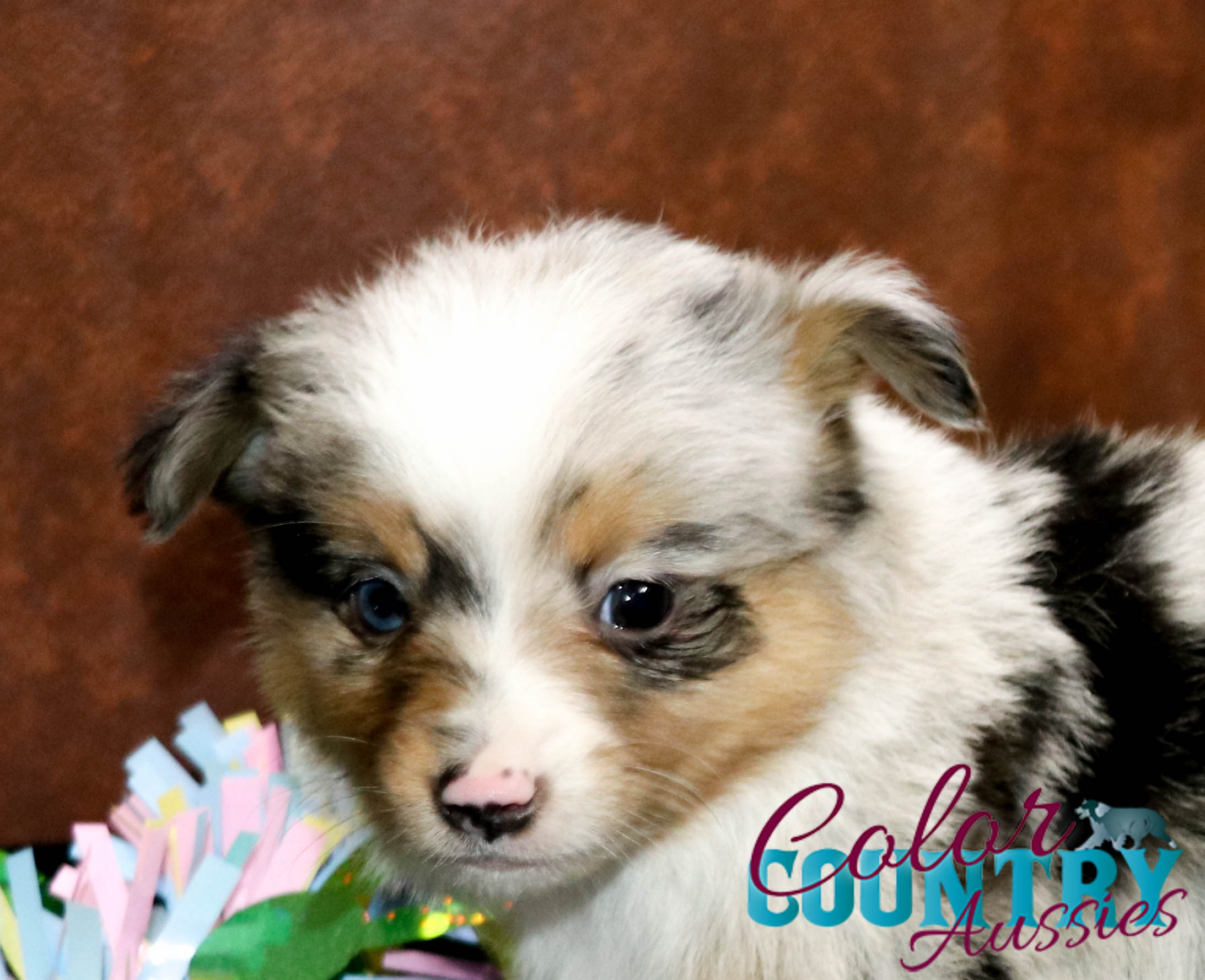 https://colorcountryaussies.com/wp-content/uploads/2021/03/Windys-Blue-merle-male-3-Blue-merle-toy-aussie-for-sale-Color-Country-Aussies-28.jpg
