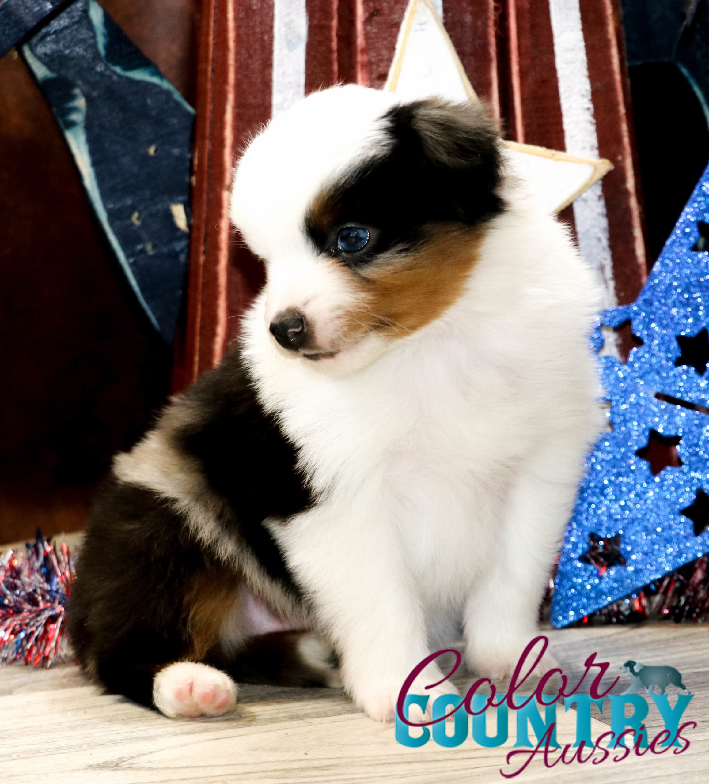 Blue sale merle papillon