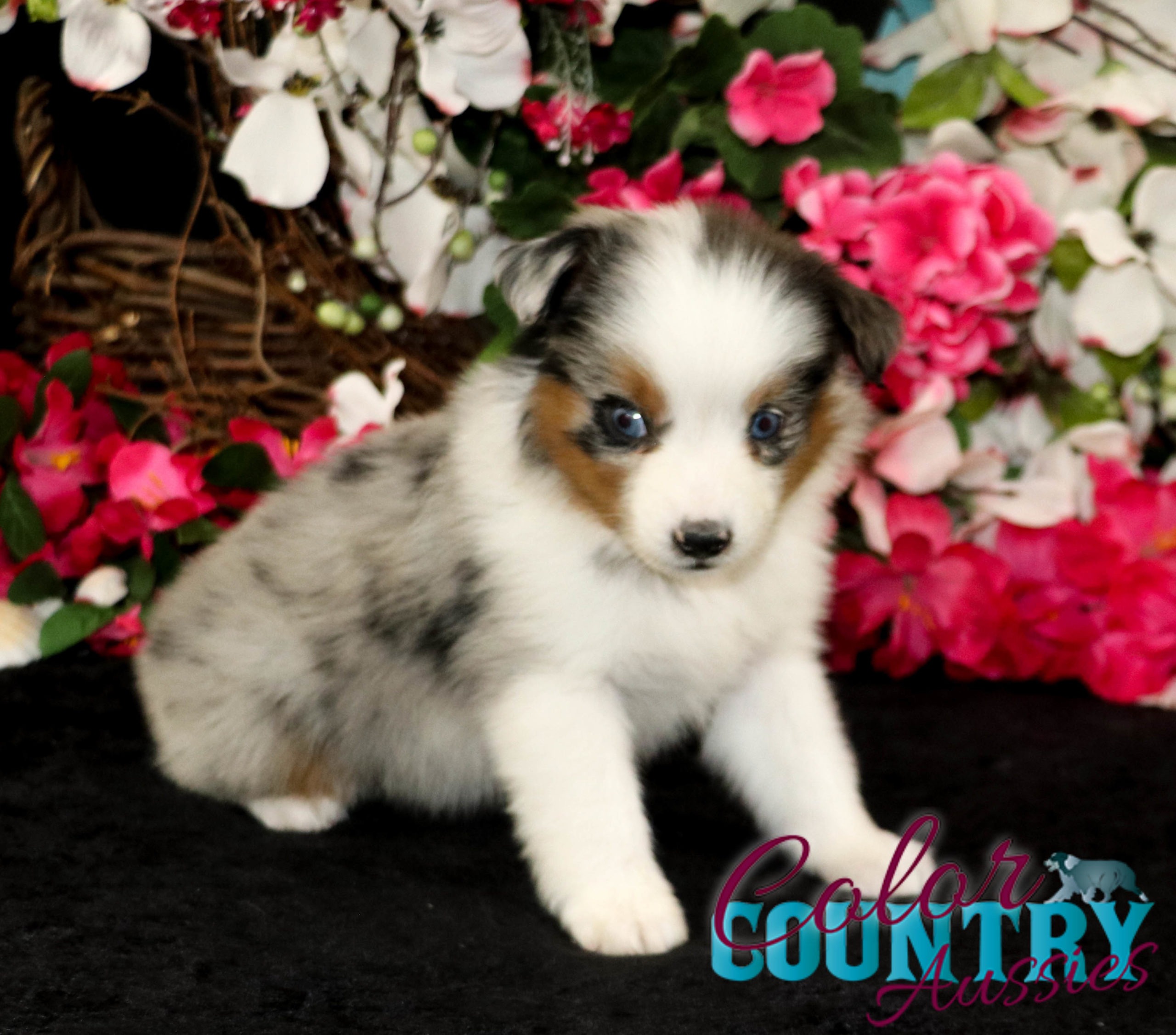 Dixie & Urban Legend Blue Merle Female 4 | Color Country Aussies