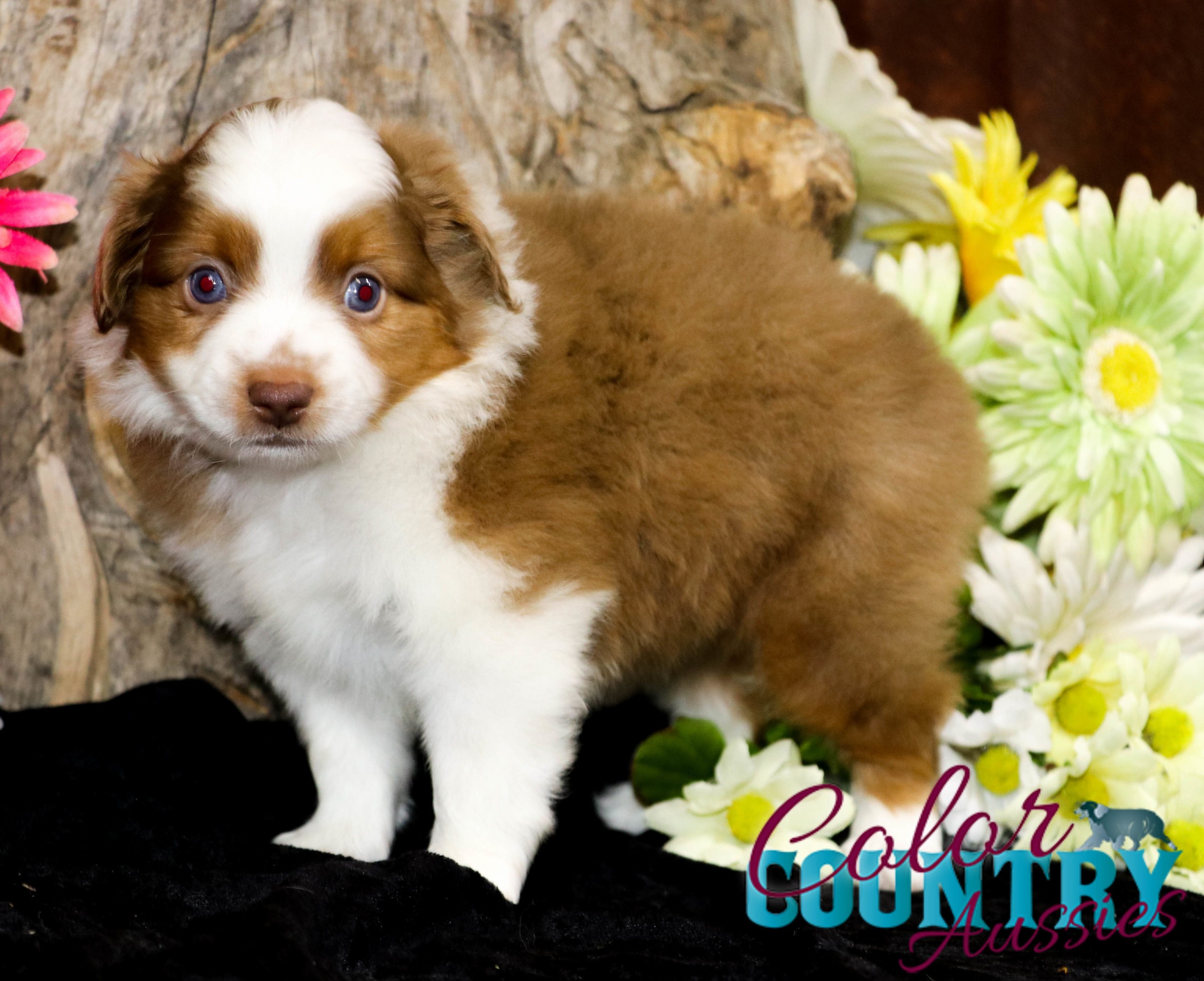 Lyric’s Red Tri Or Merle Male, Color Country Aussies (8) | Color ...