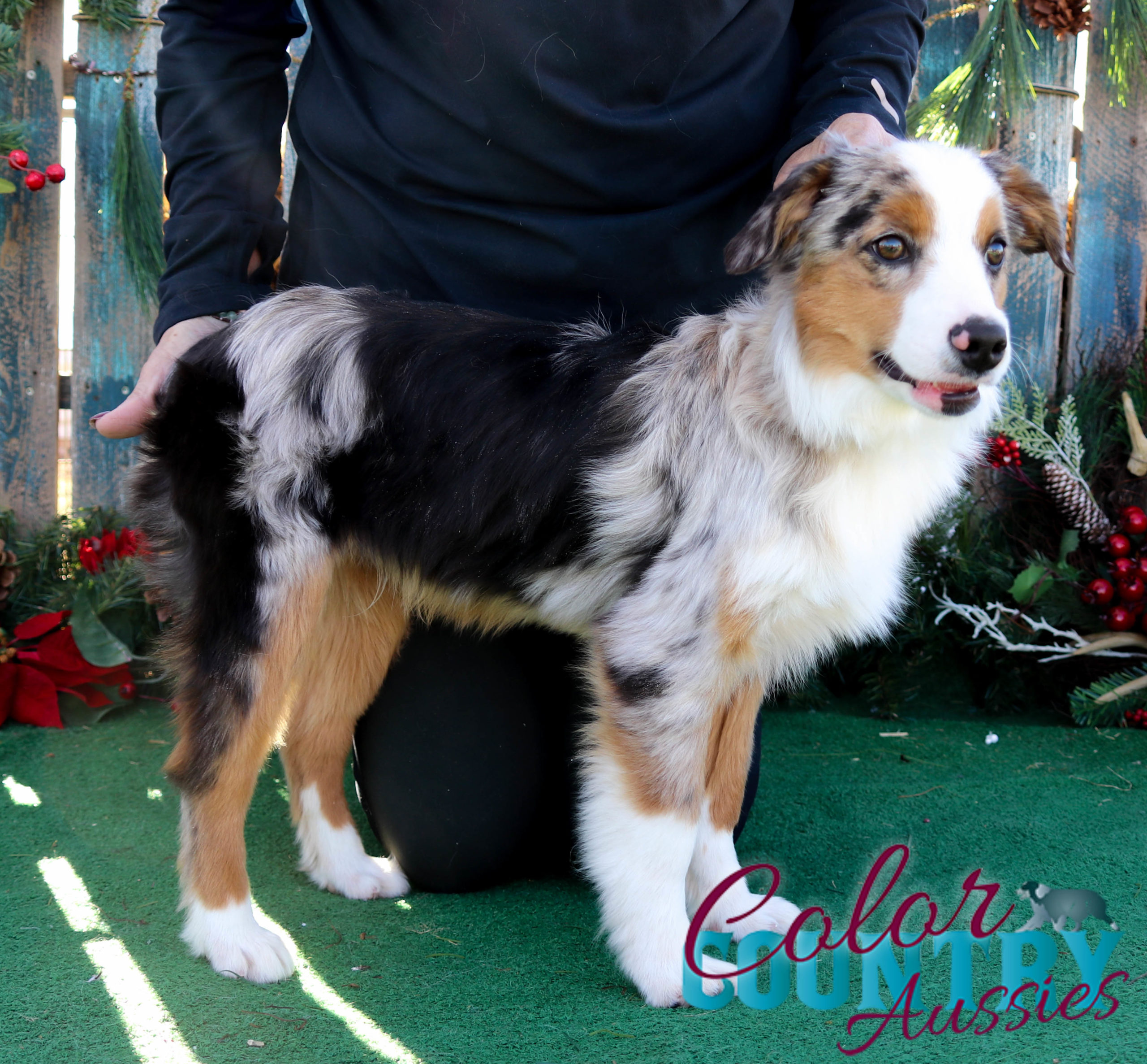 2560px x 2373px - Australian Shepherd Male | Gay Fetish XXX