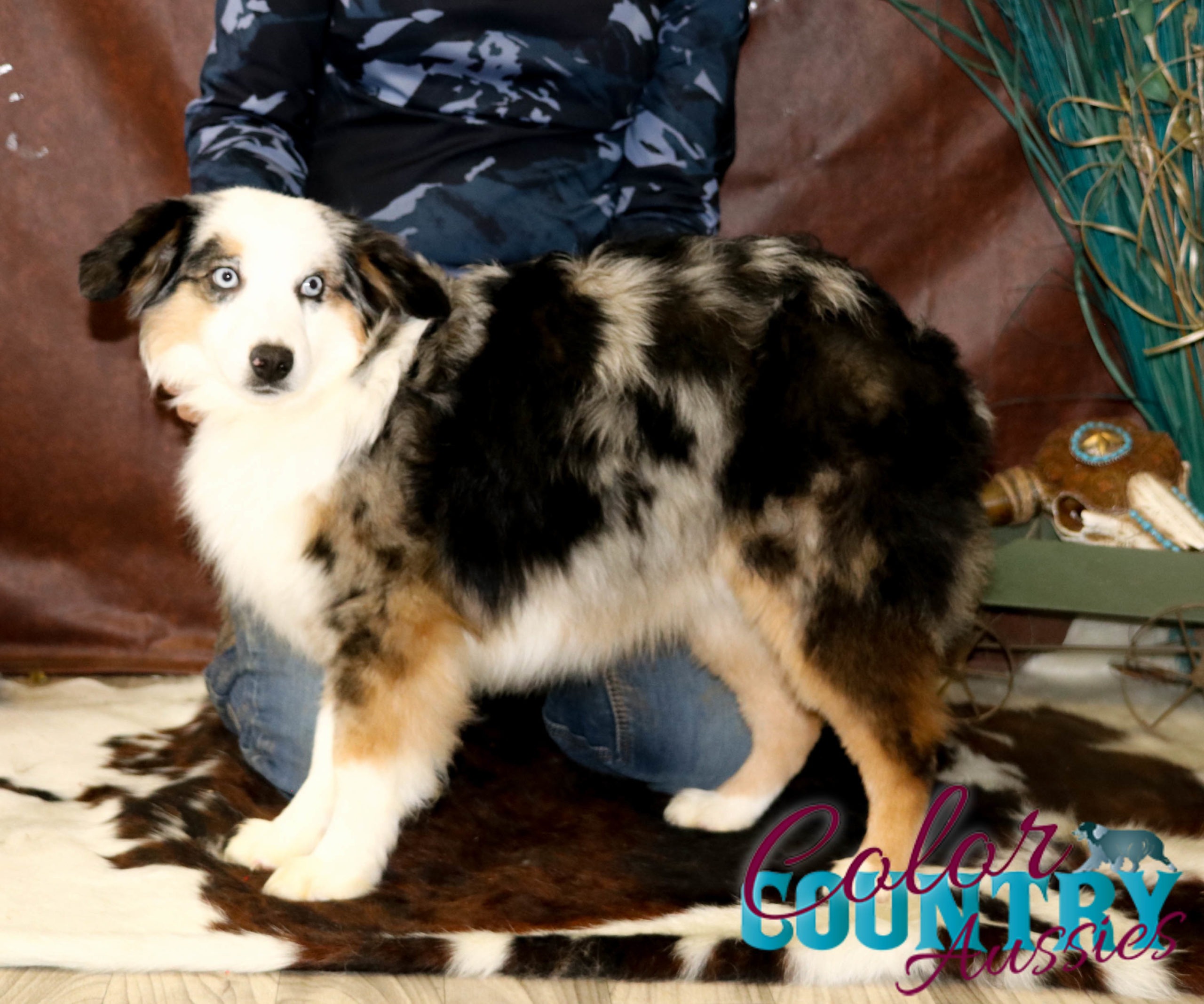 Bell x Prowler Blue Merle female 3 | Color Country Aussies
