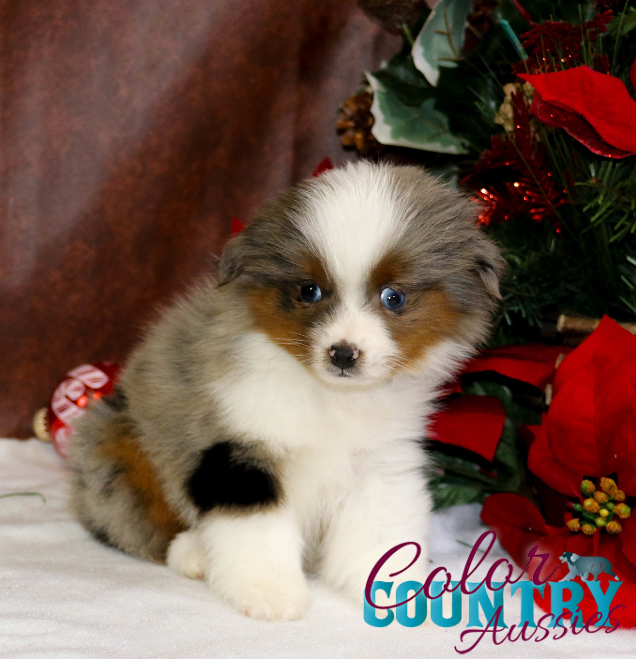 Dixie & Urban Legend Blue Merle Male | Color Country Aussies