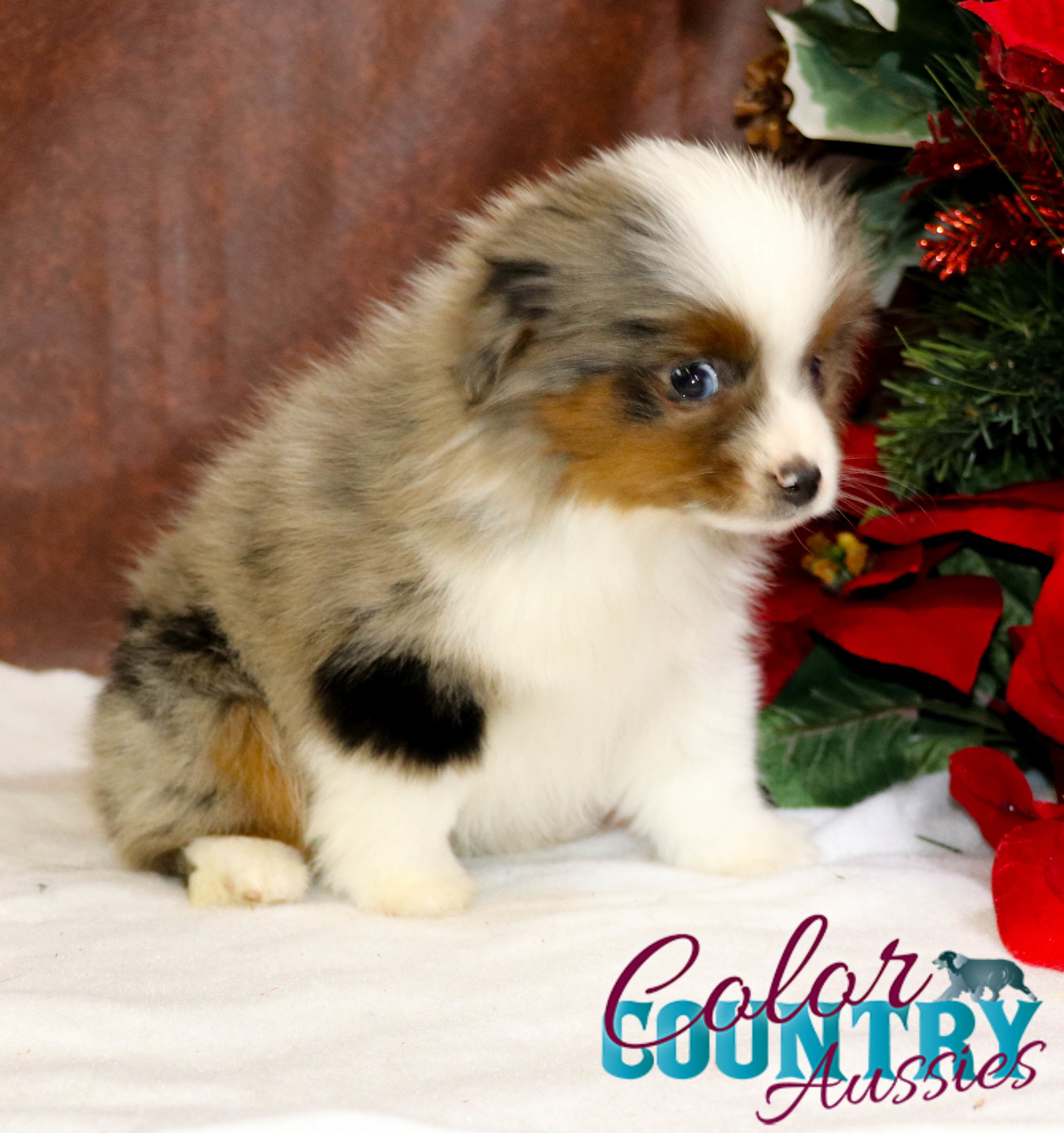 Dixie & Urban Legend Blue Merle Male | Color Country Aussies