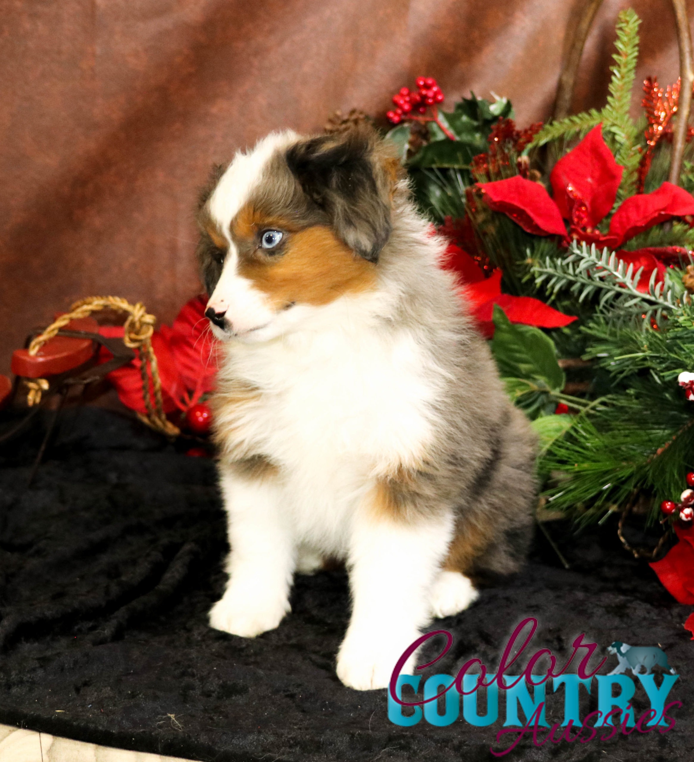 Robbin \u0026 Durango Blue Merle Male | Color Country Aussies, image size:2332x2560