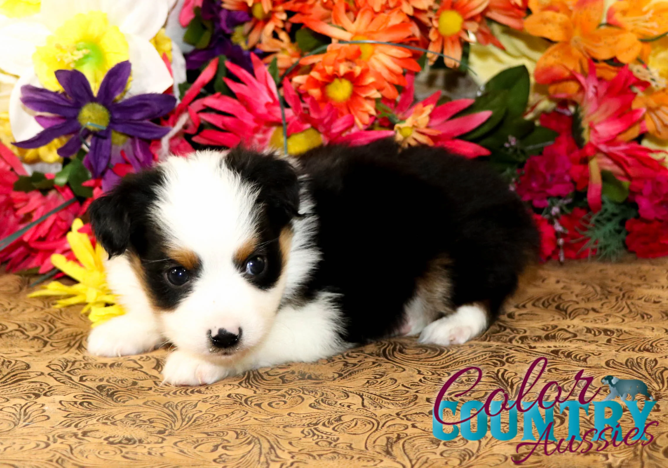 Robbin x Durango Black Tri Female | Color Country Aussies
