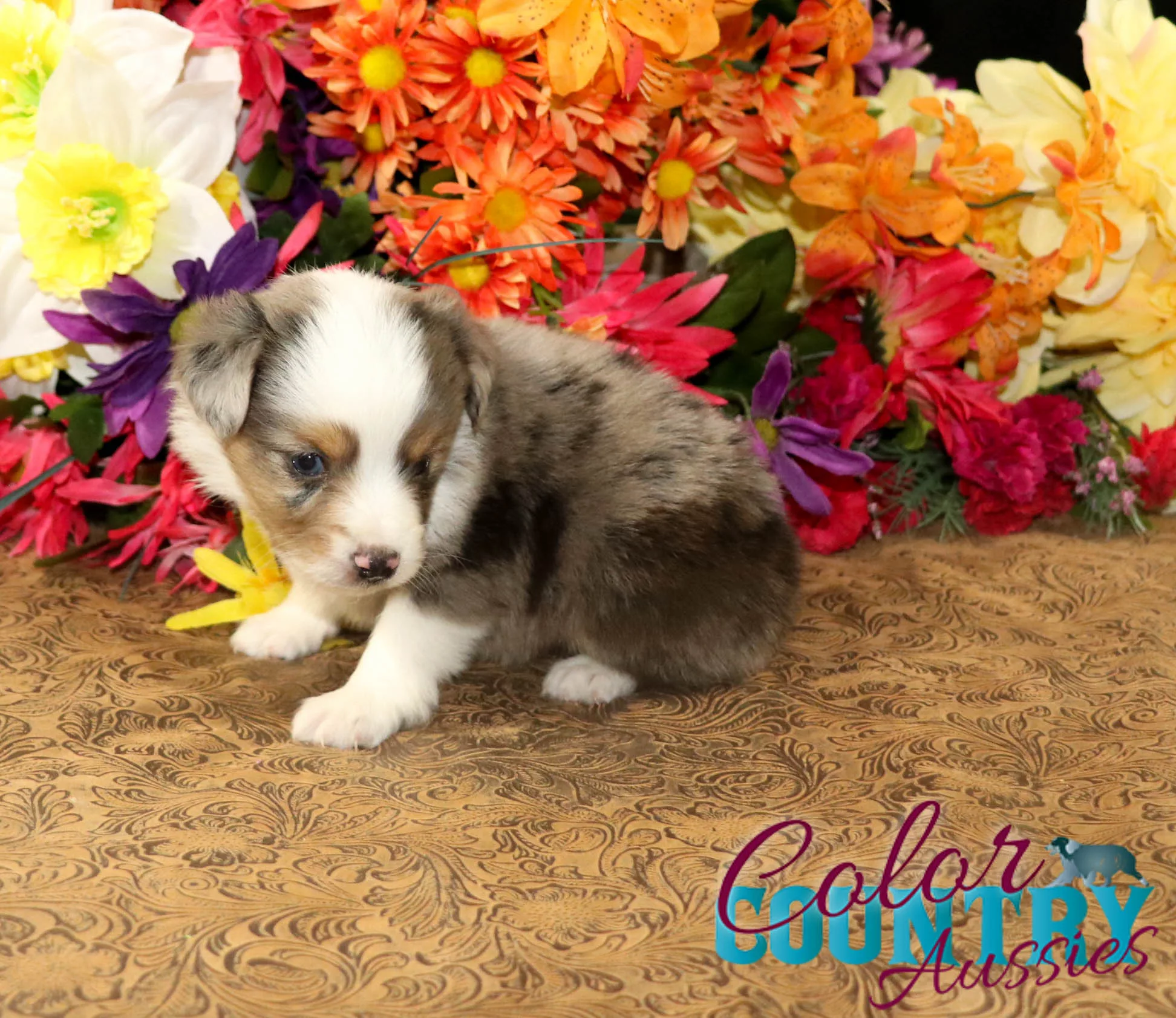 Color Mercel Picky Blue Merle Male | Color Country Aussies