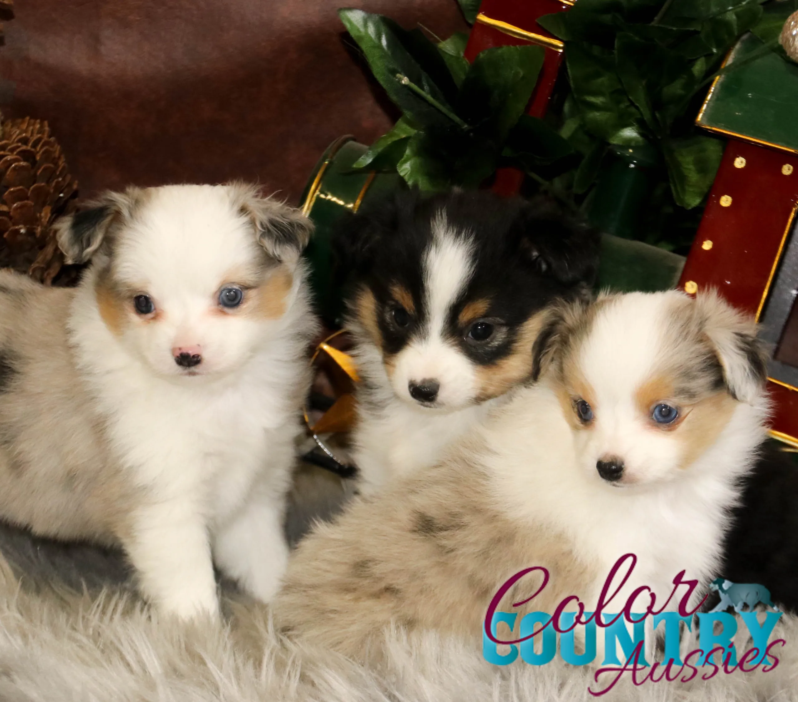 Ann x Roman Tiny Toy Blue Merle Female Color Country Aussies