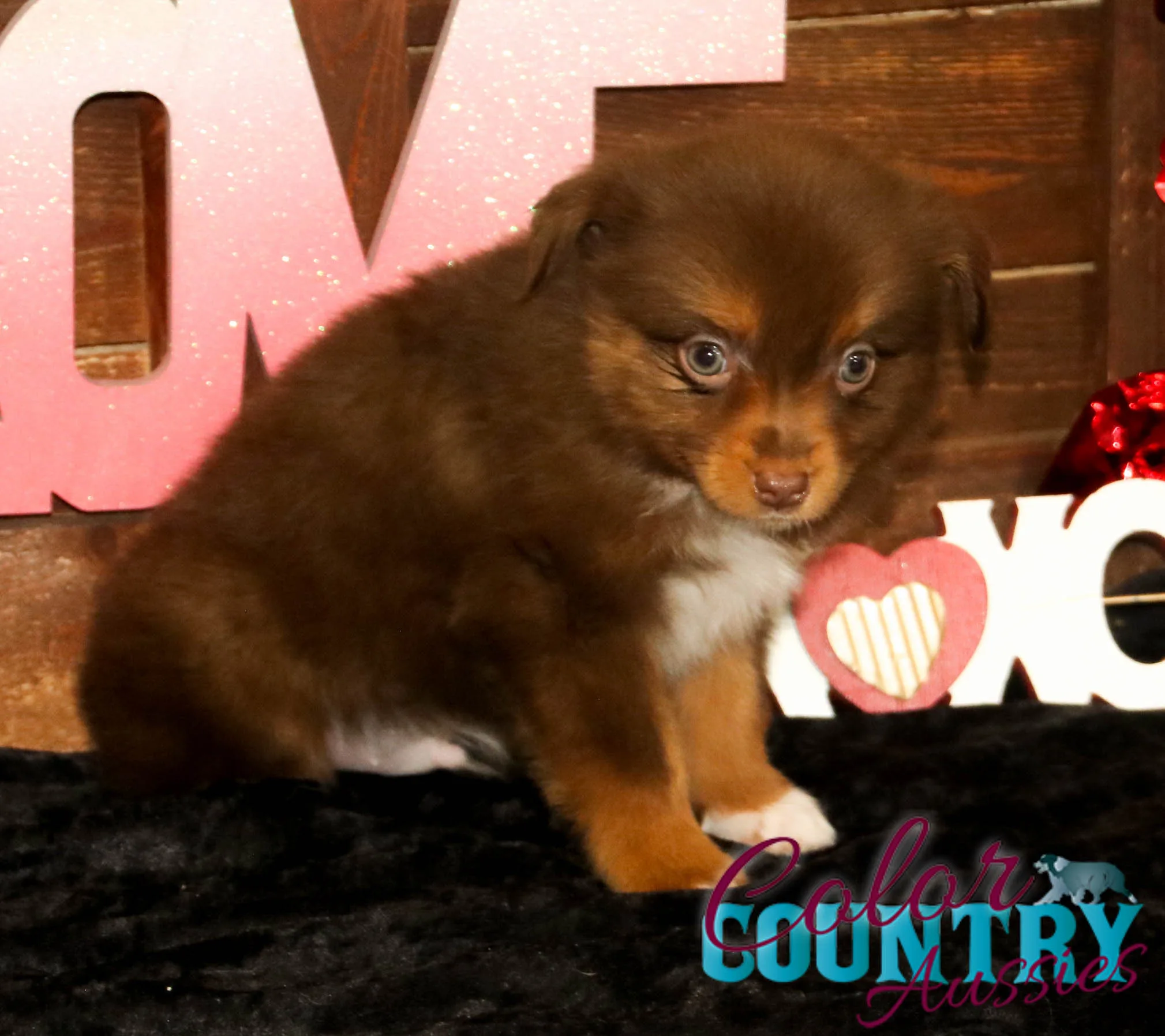 Voo Doo x Whiskey Red Tri Male | Color Country Aussies