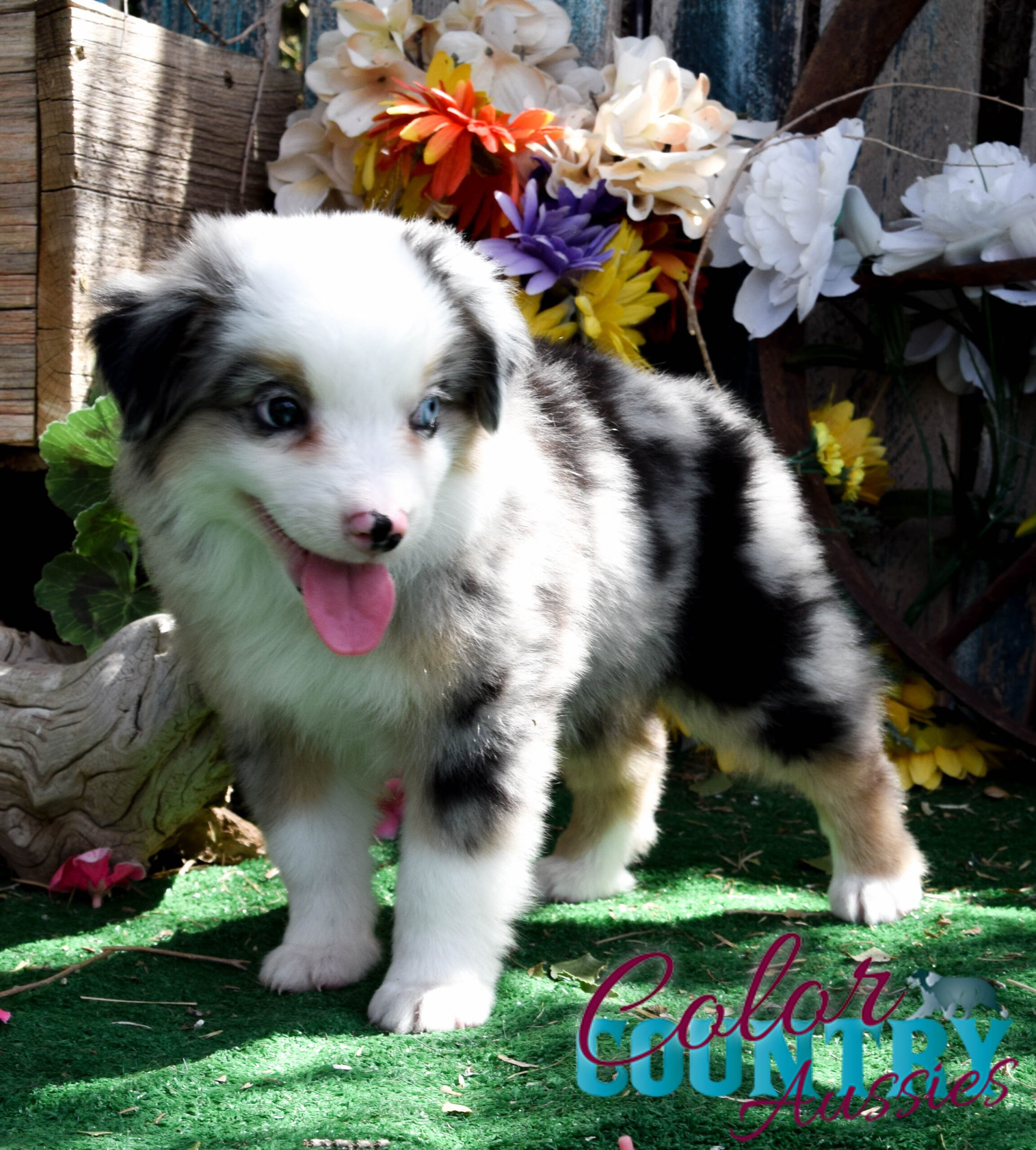 miniature australian shepherd blue merle for sale