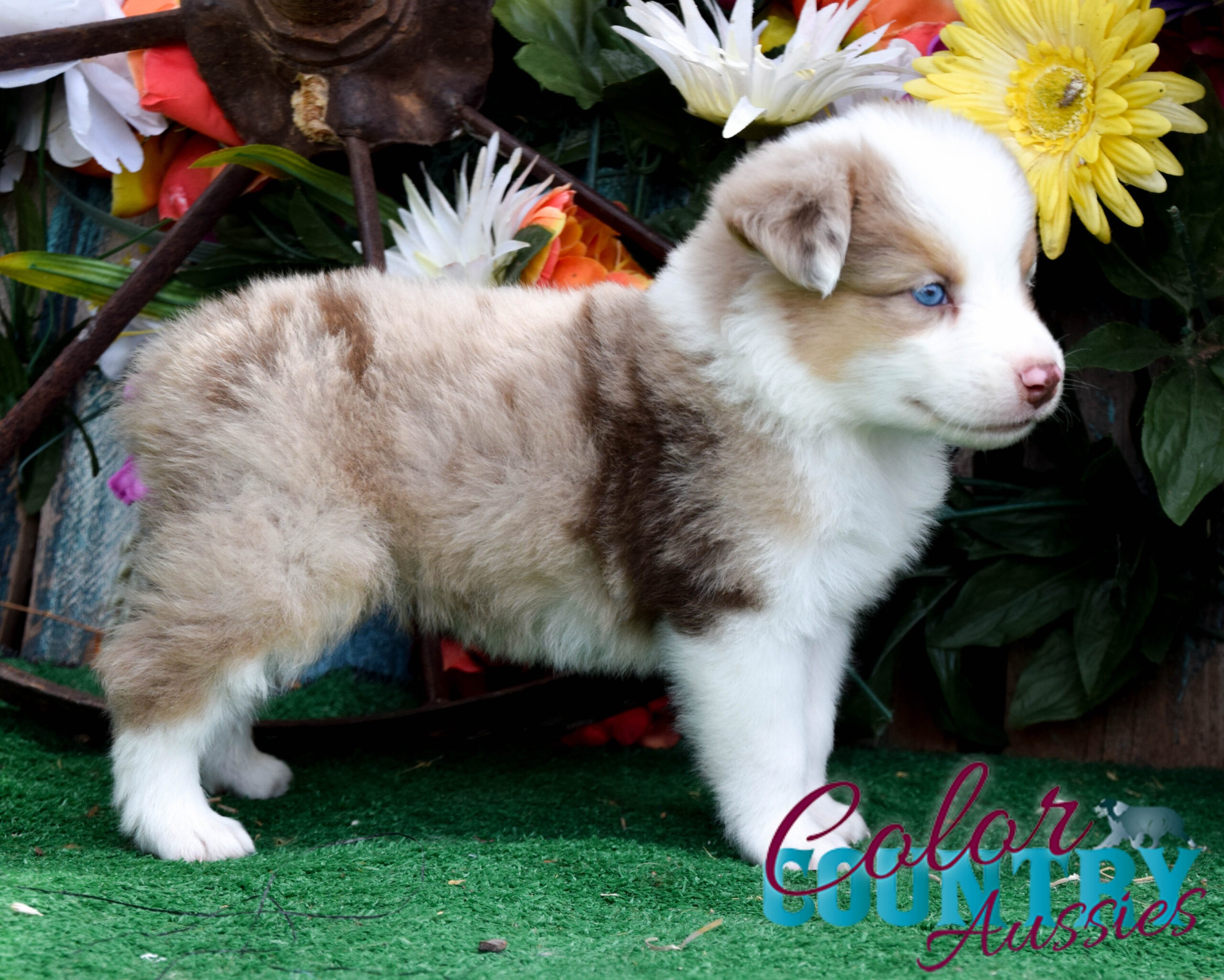 Blue Eyes Asdr Australian Shepherd For Sale Miniature Australian