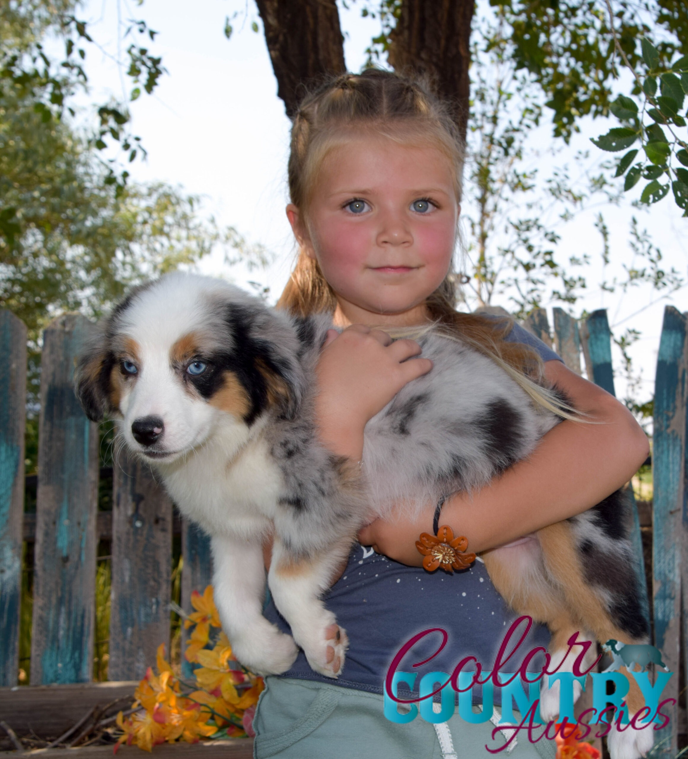 Blue Merle Australian My Magic Miniature American Shepherds Puppy